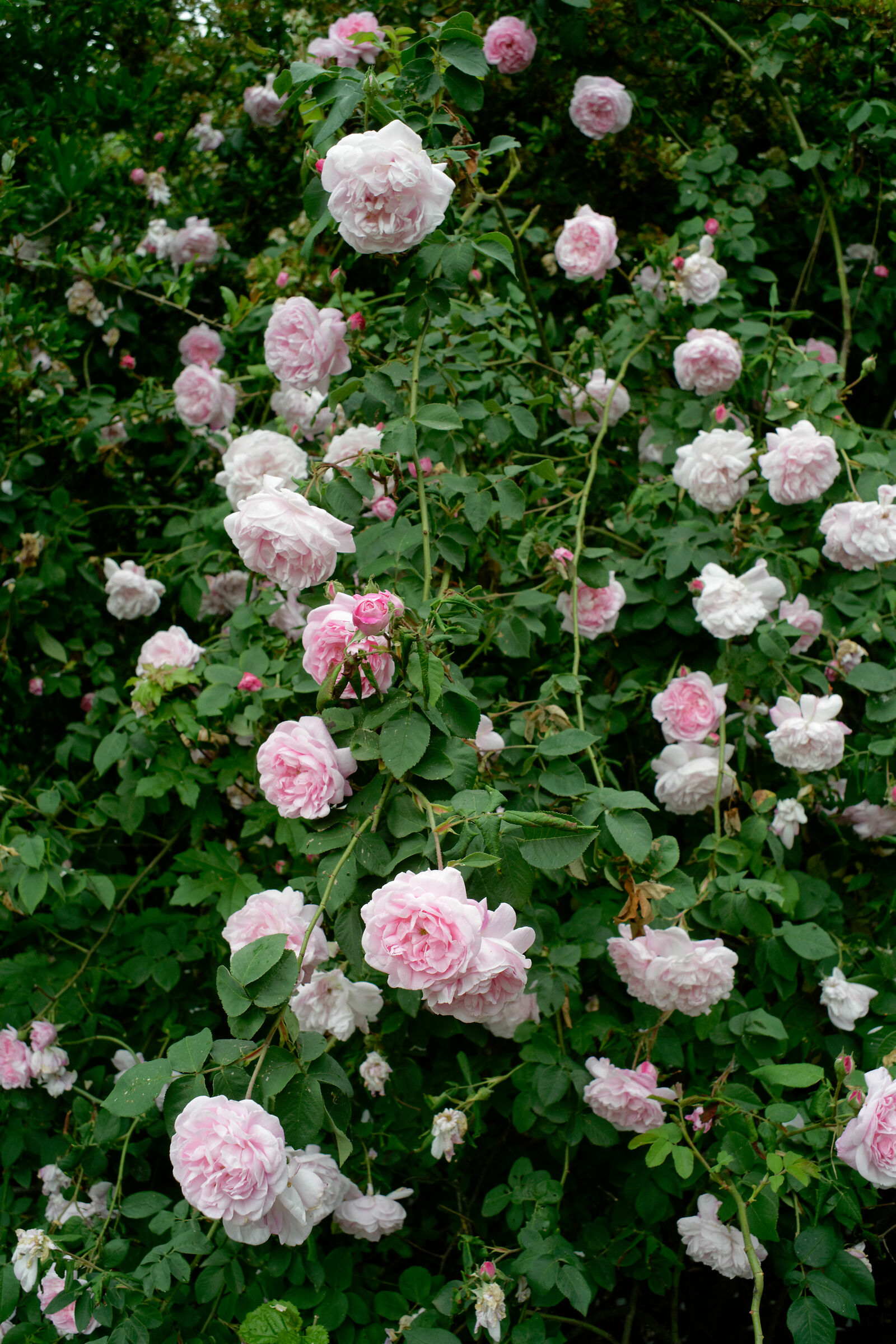 Rosaio Fantin Latour