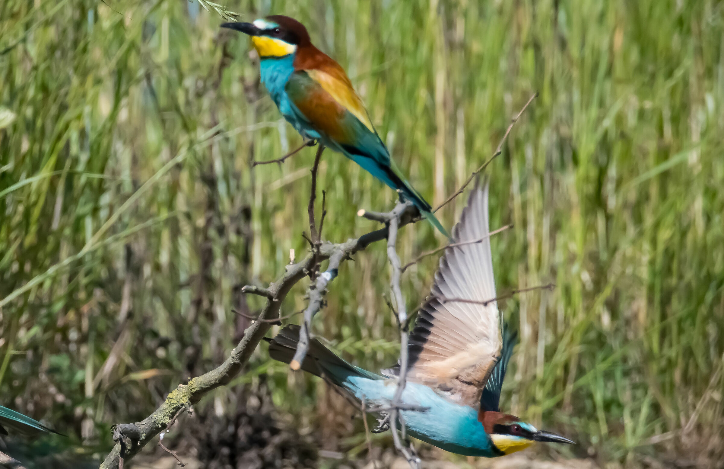 Bee-eater