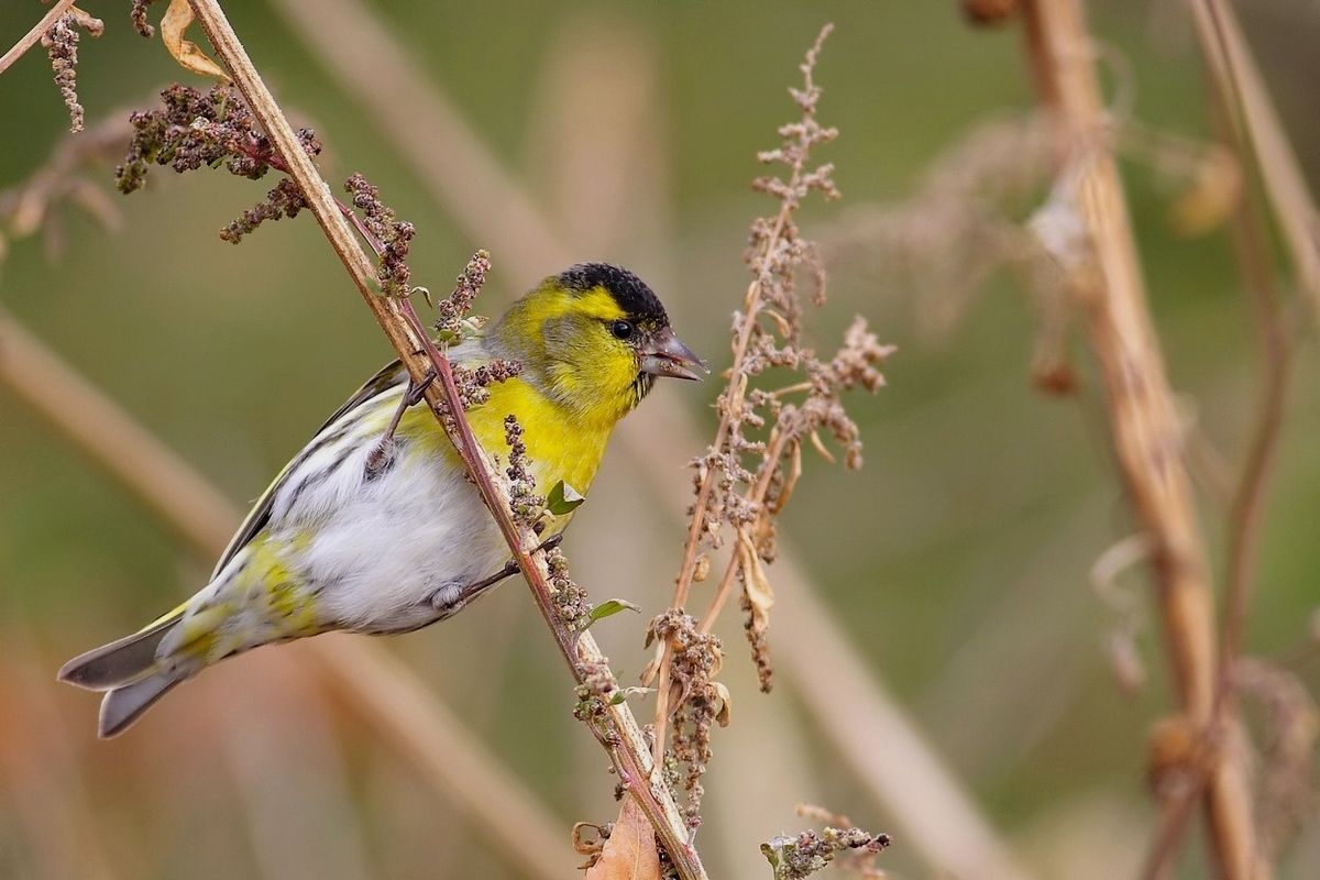 Siskin male