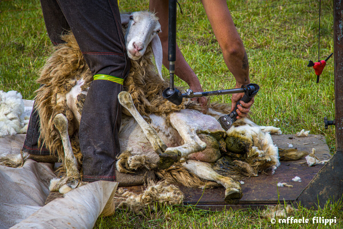 Sheep shearing