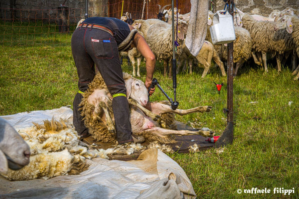 Sheep shearing