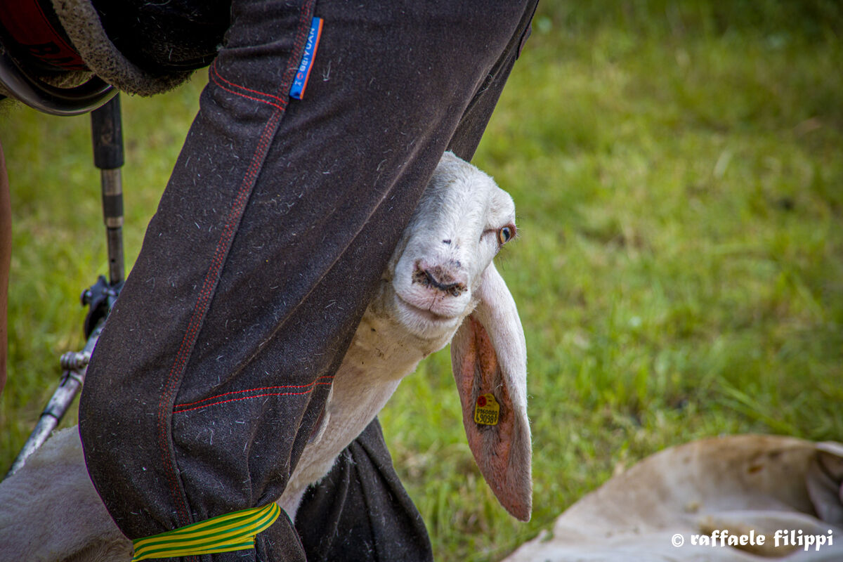Sheep shearing