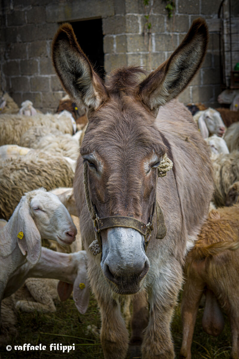 Donkey Portrait