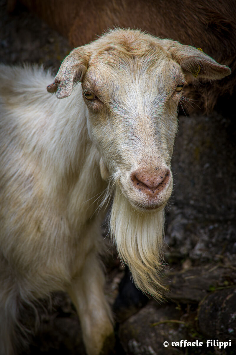 Portrait of a Goat