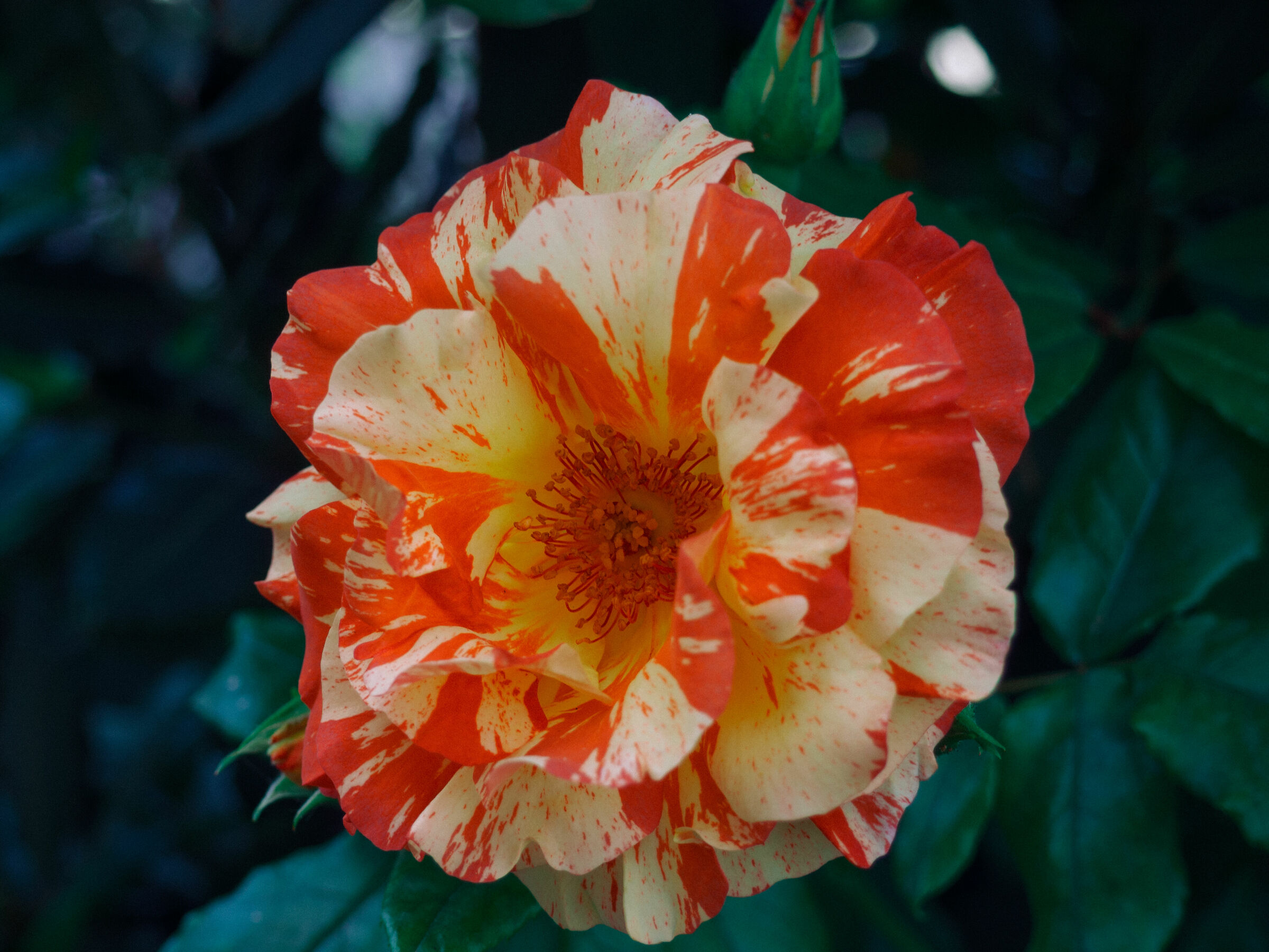 "Solo" una rosa screziata