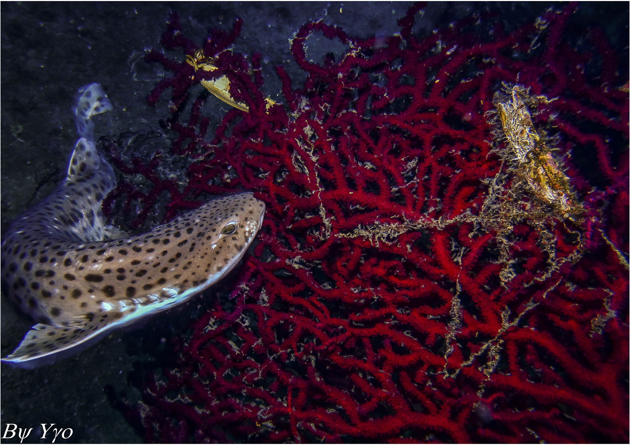 Scyliorhinus Canicula - Gattuccio -