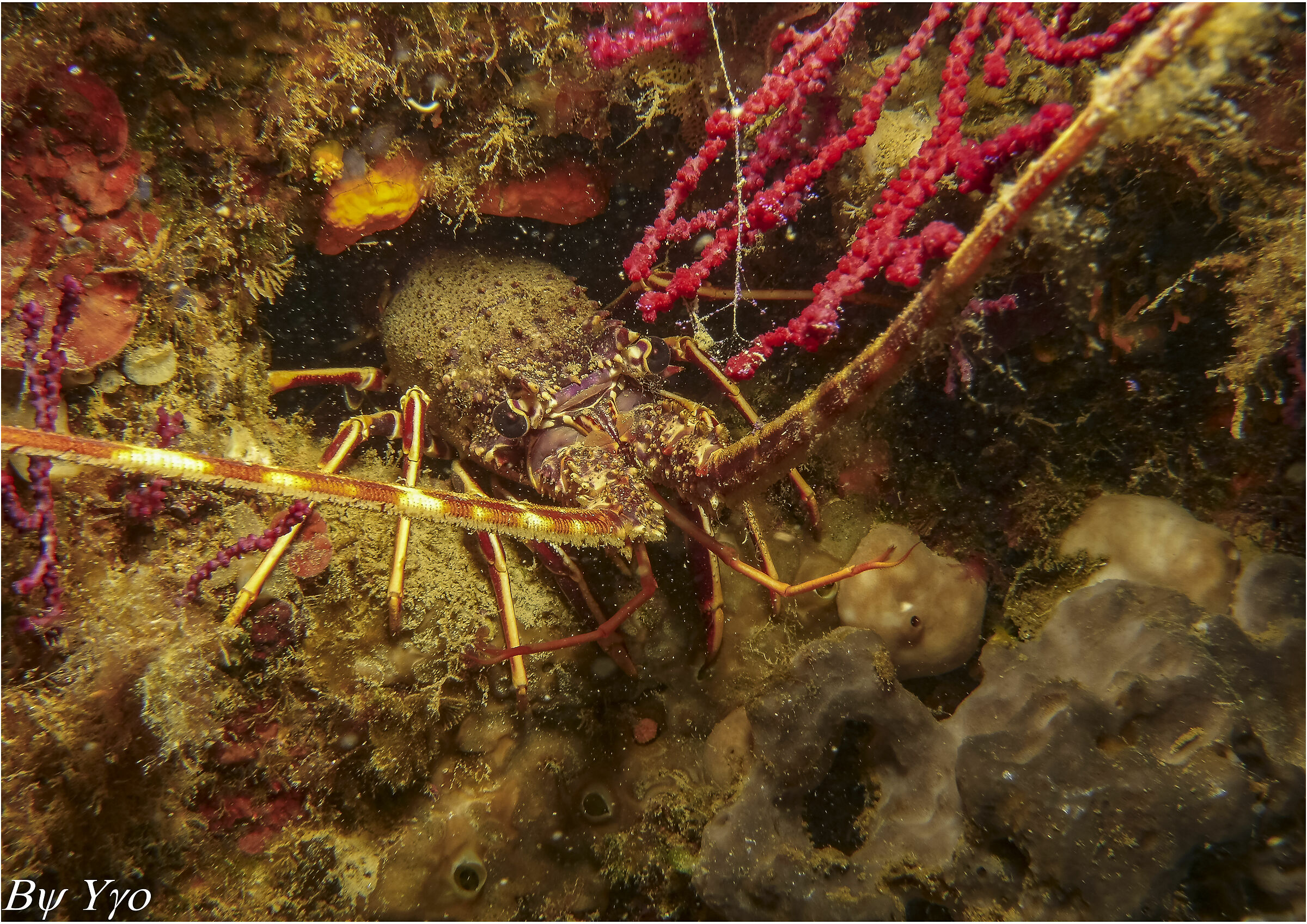 Palinurus elephas - Aragosta -