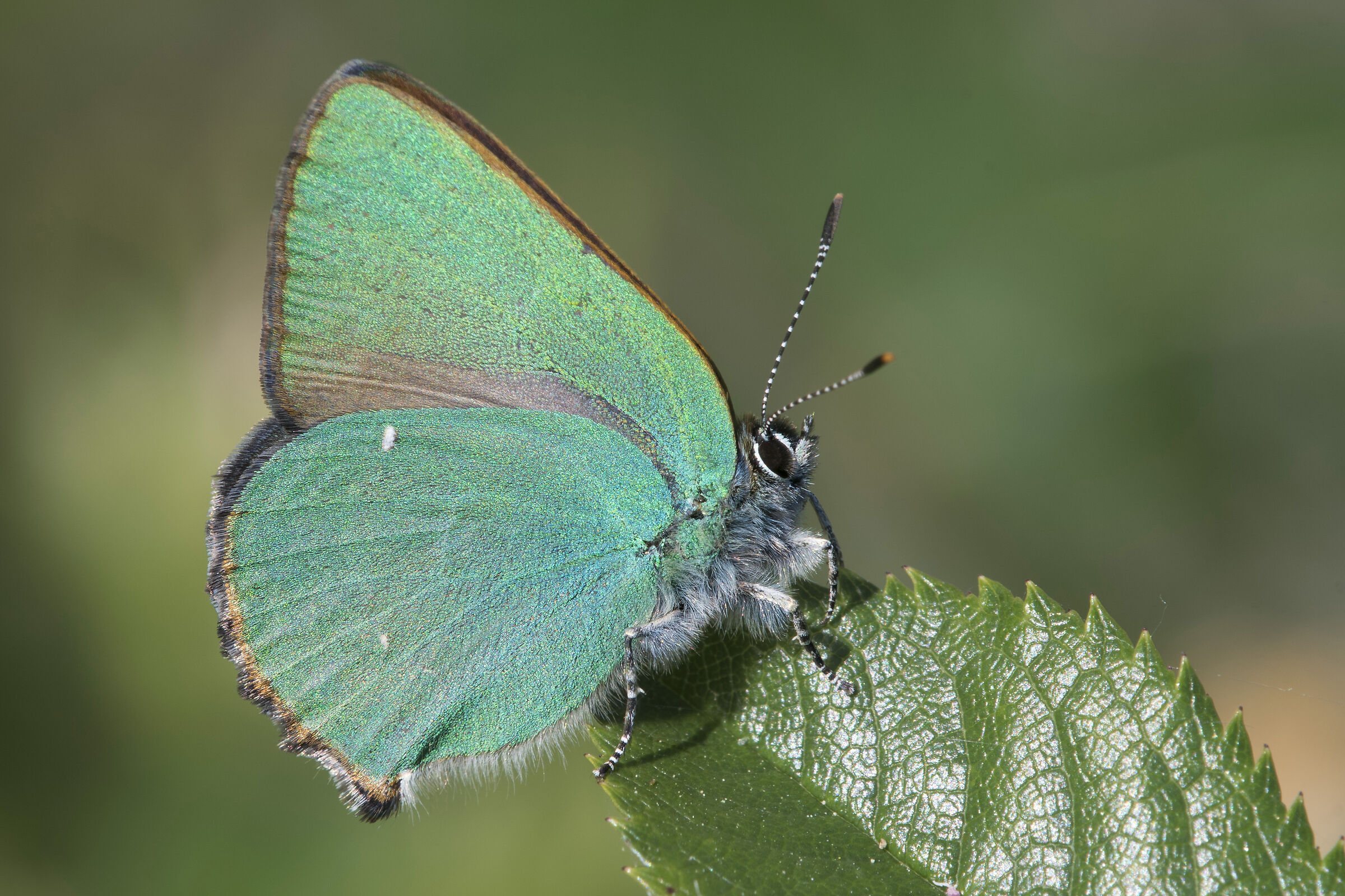 Tecla del rovo (Callophrys rubi)