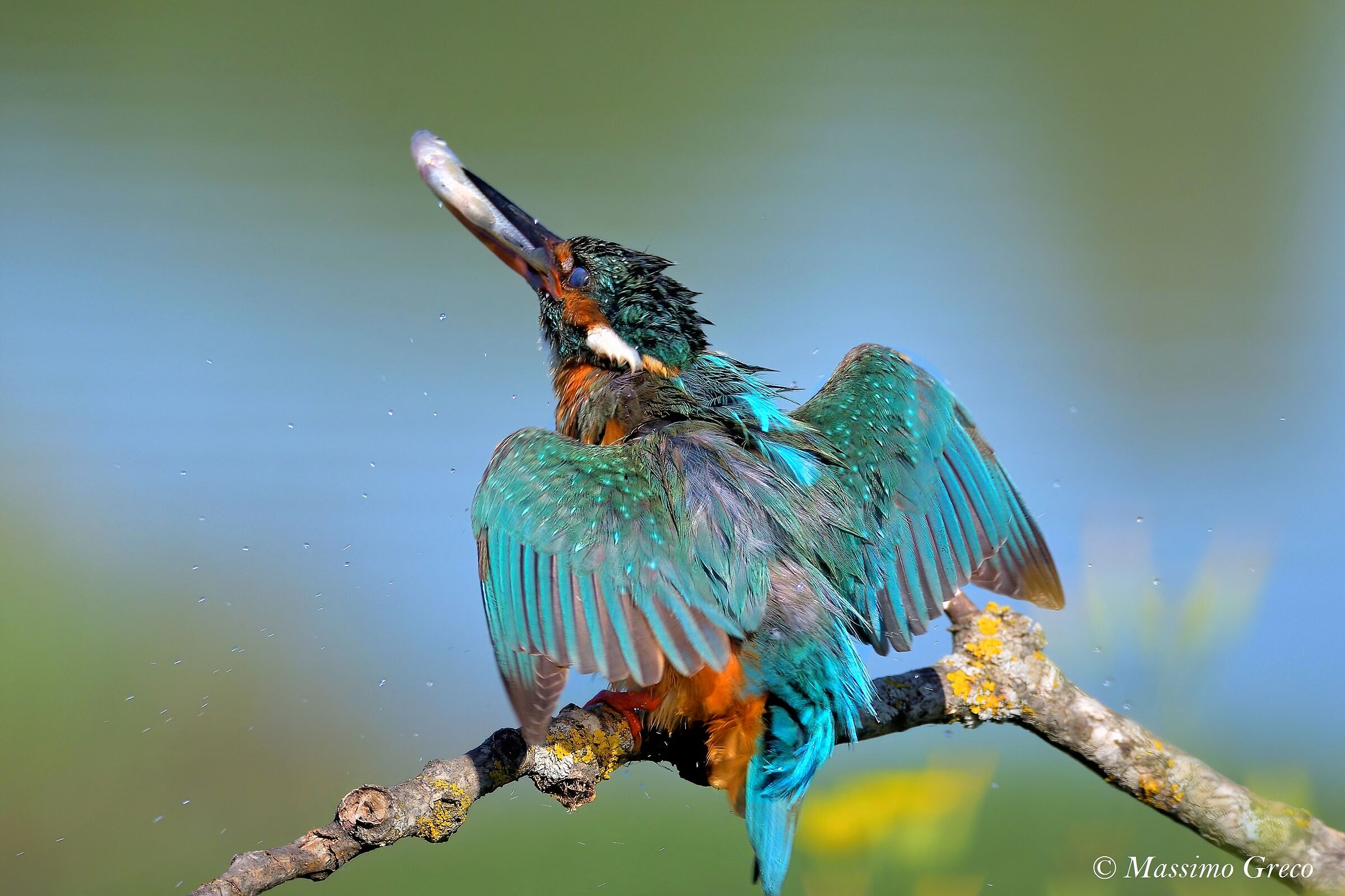 Kingfisher
