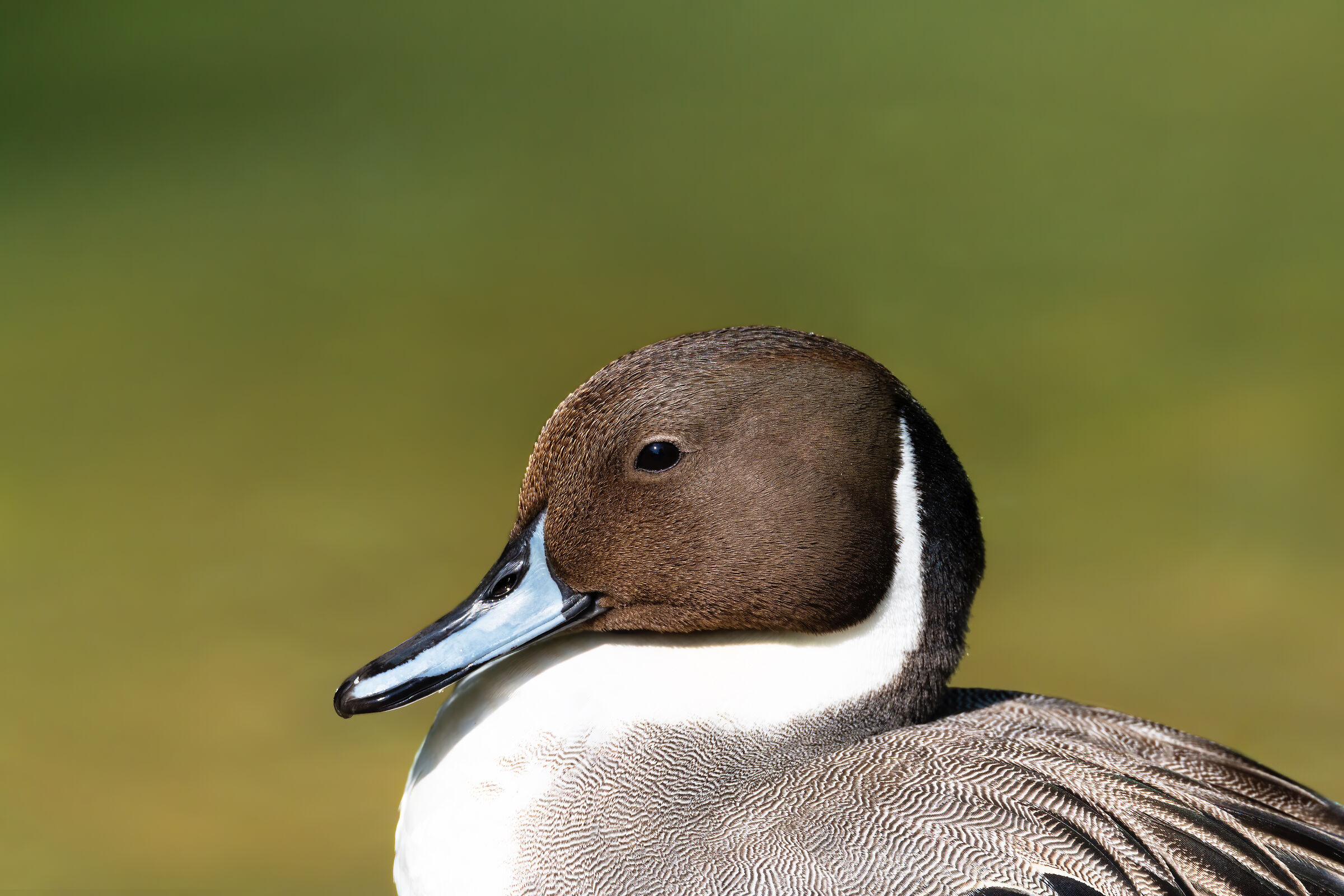 Codone (Acute Anas) - ? - Closeup