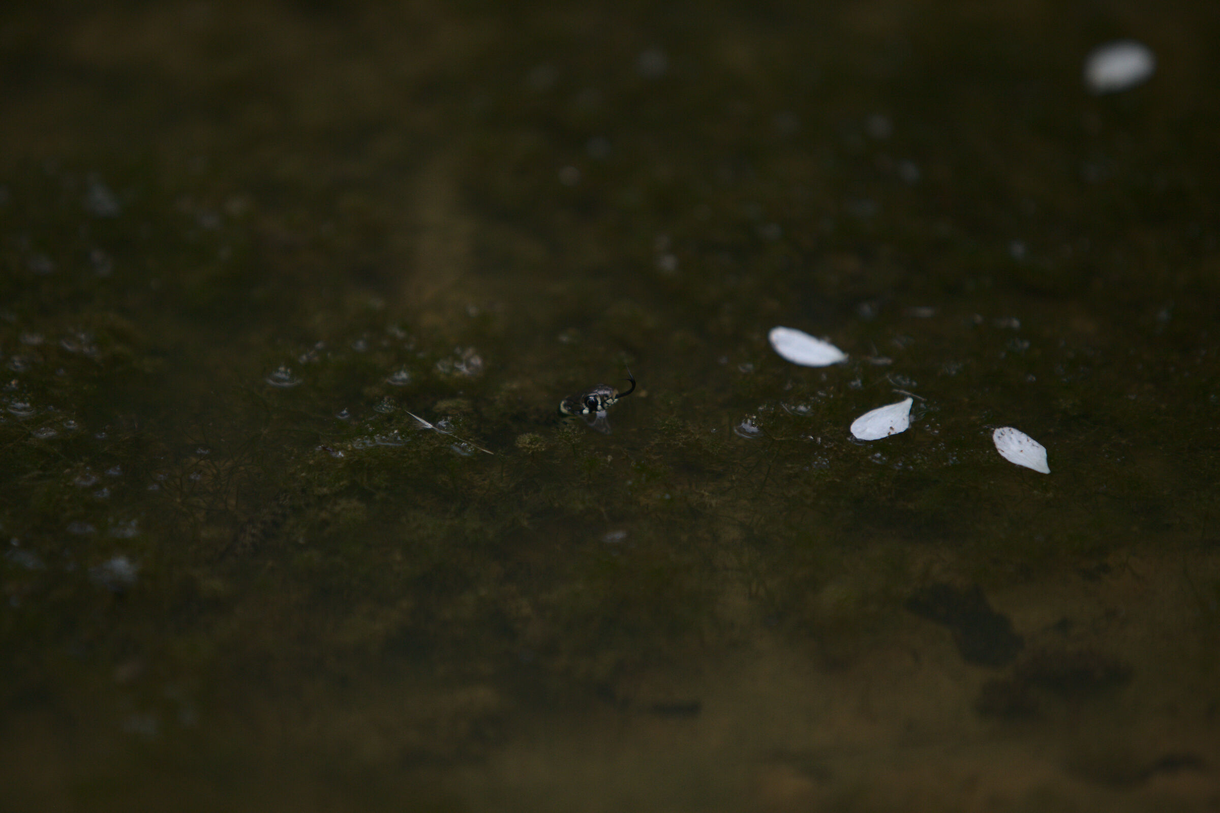 Piccola Natrix natrix