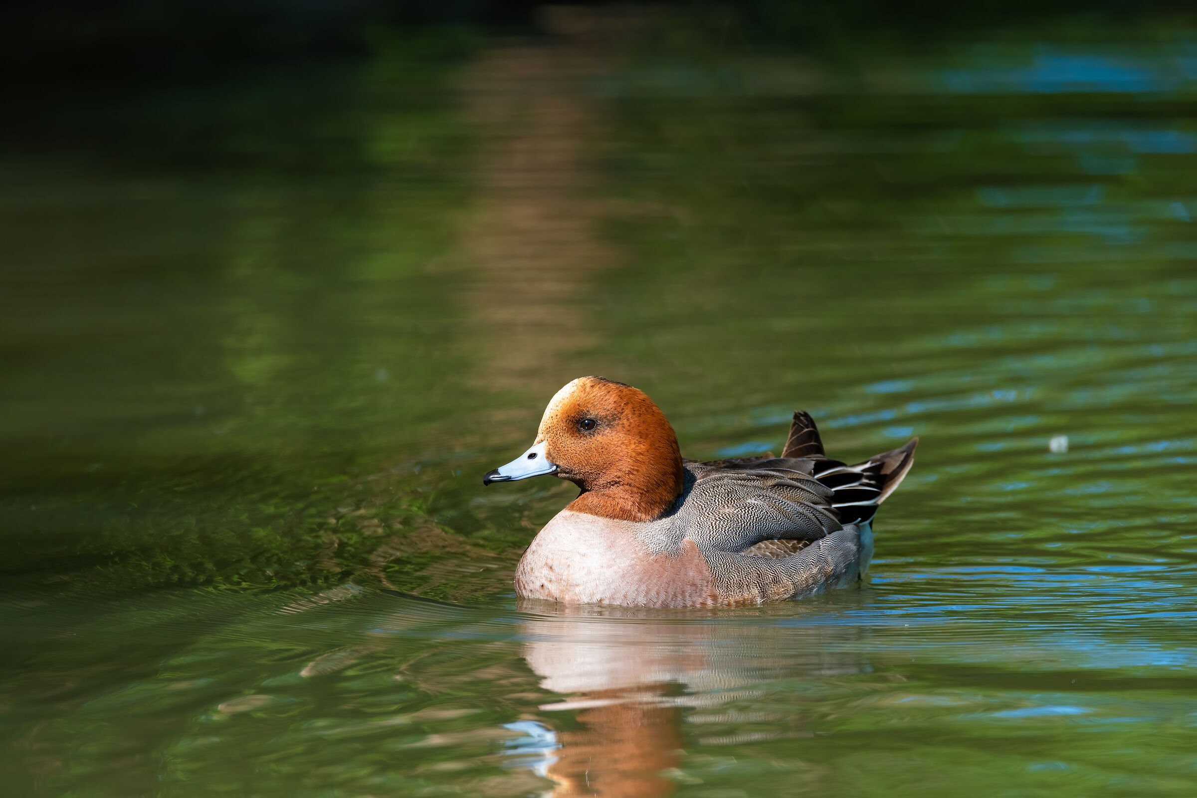 Whistle (Mareca penelope) - ?