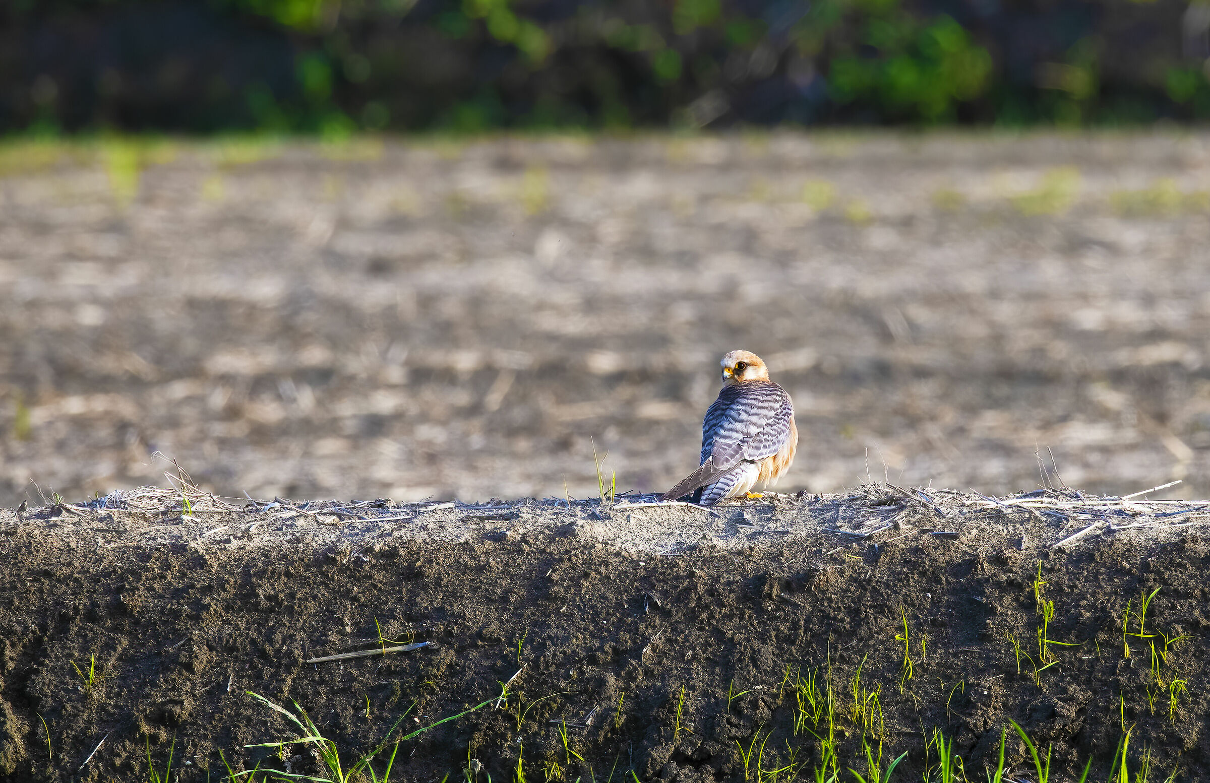 Cuckoo Falcon (Falco vespertinus) - ?