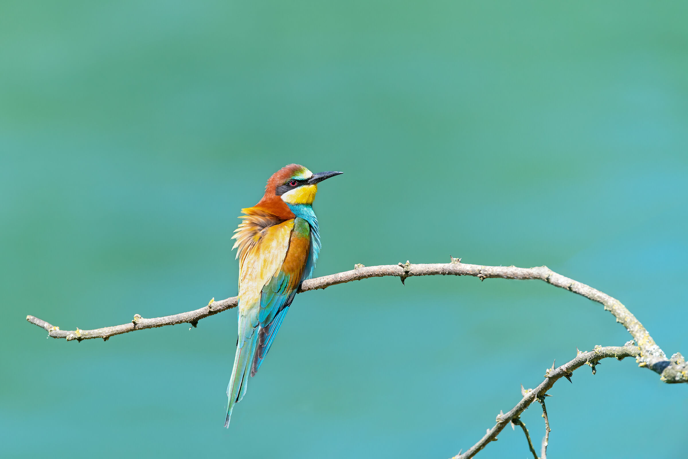 Gruccione (Merops apiaster)