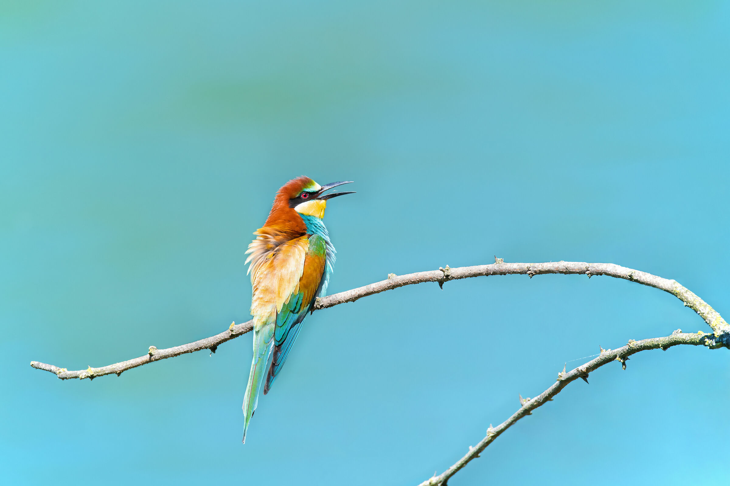 The tongue of the Gruccione