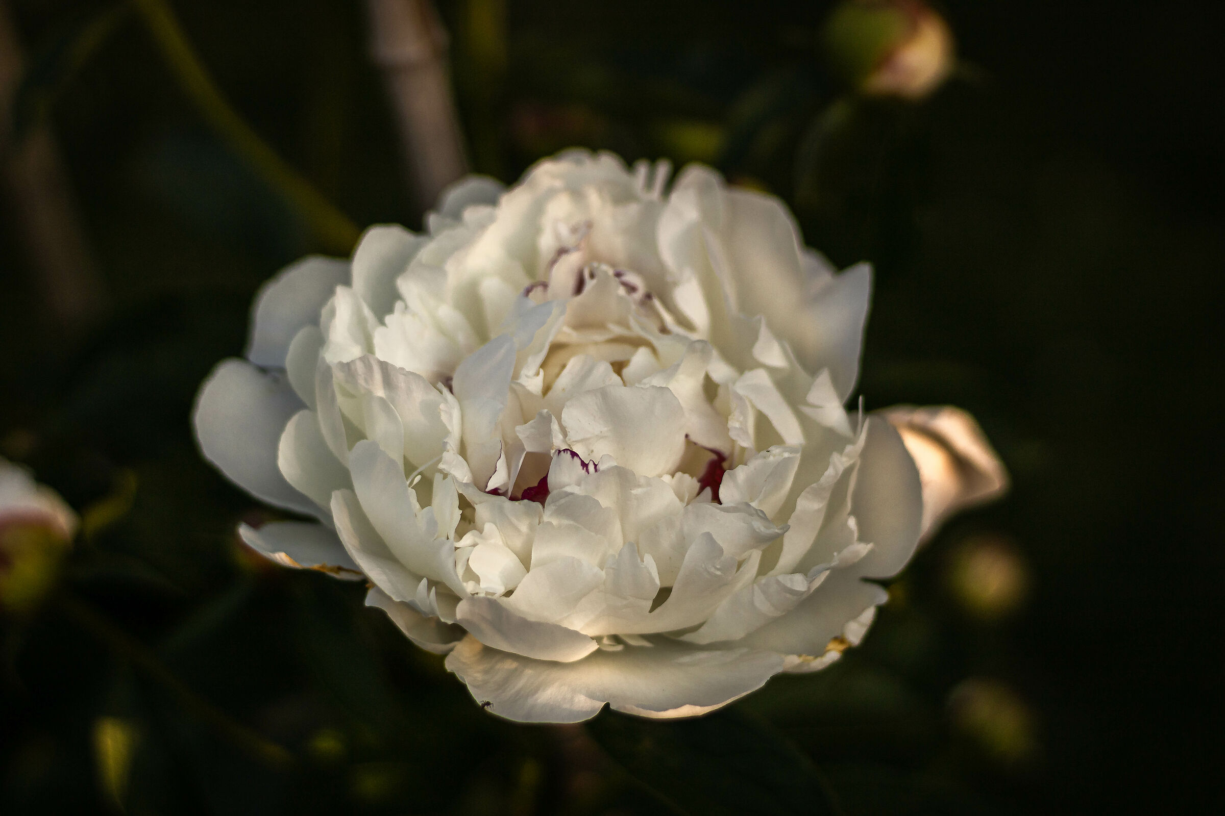 Begonia