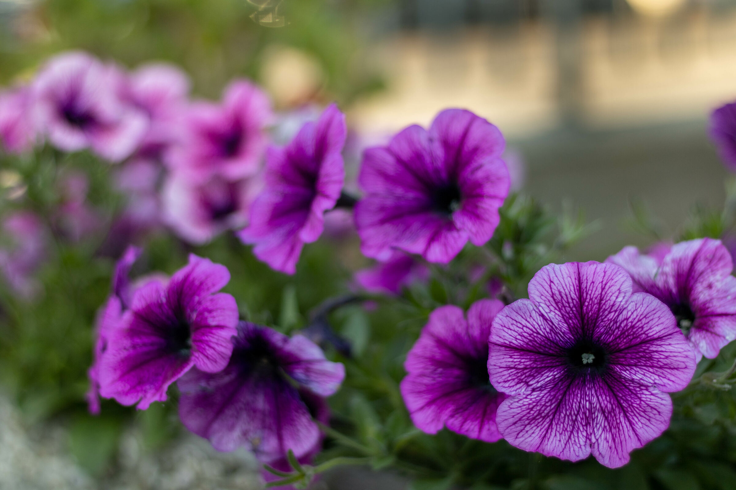 Purple flowers