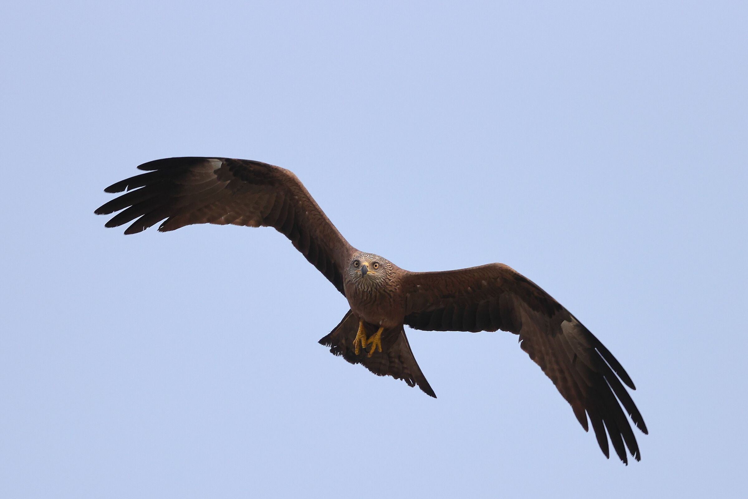 Nibbio bruno (Milvus migrans)