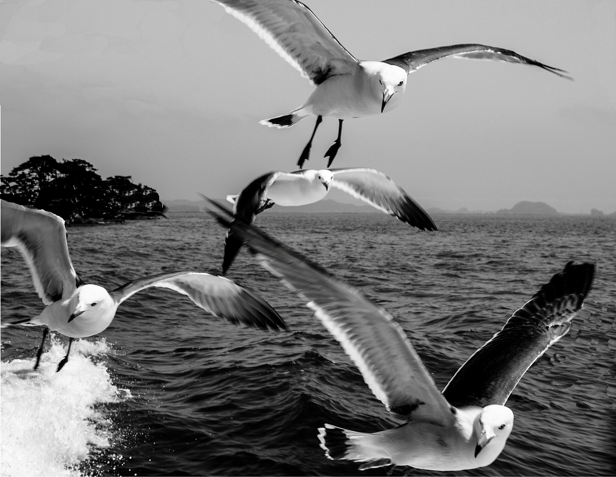 Gulls 3D