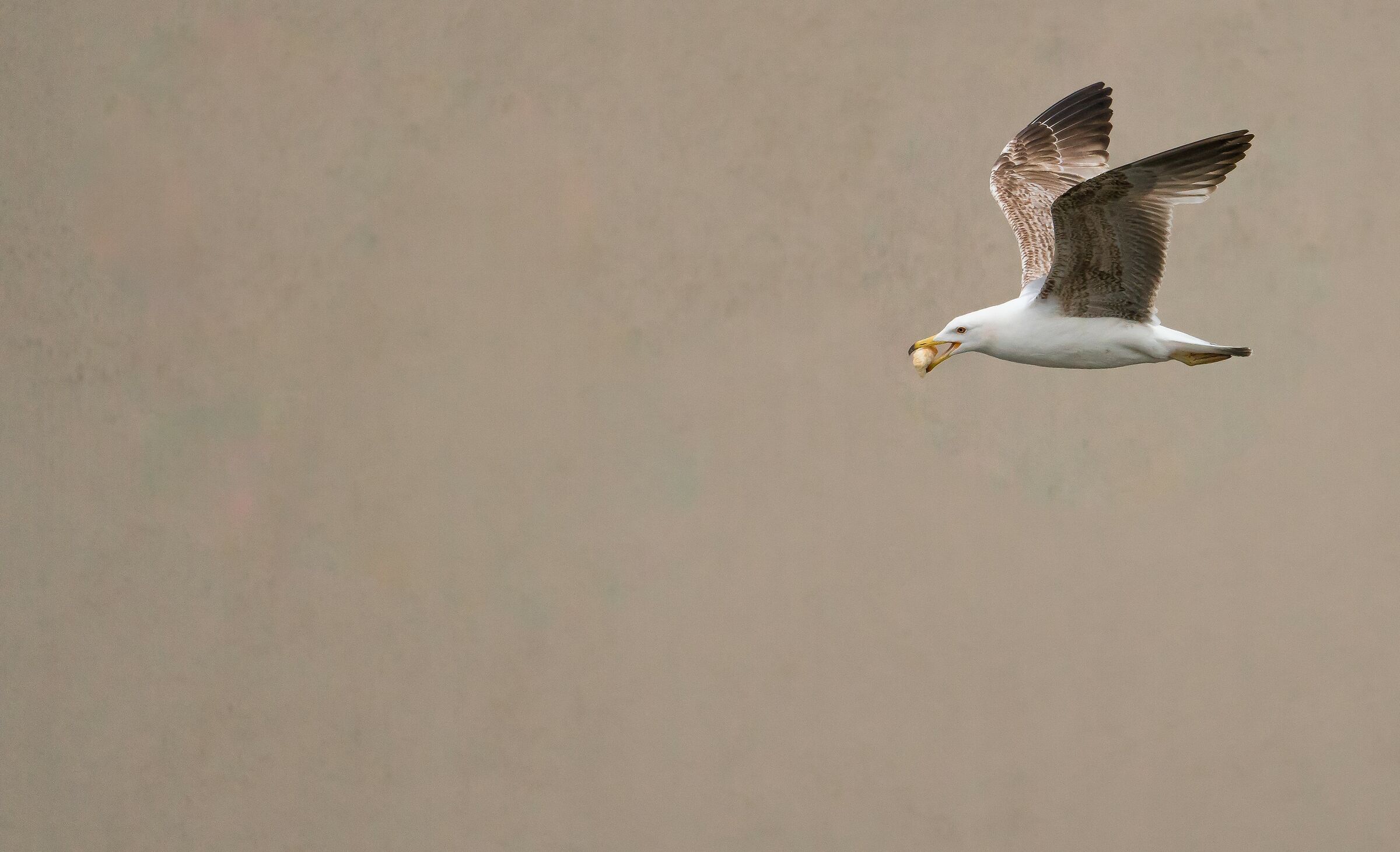 flying into the city.....