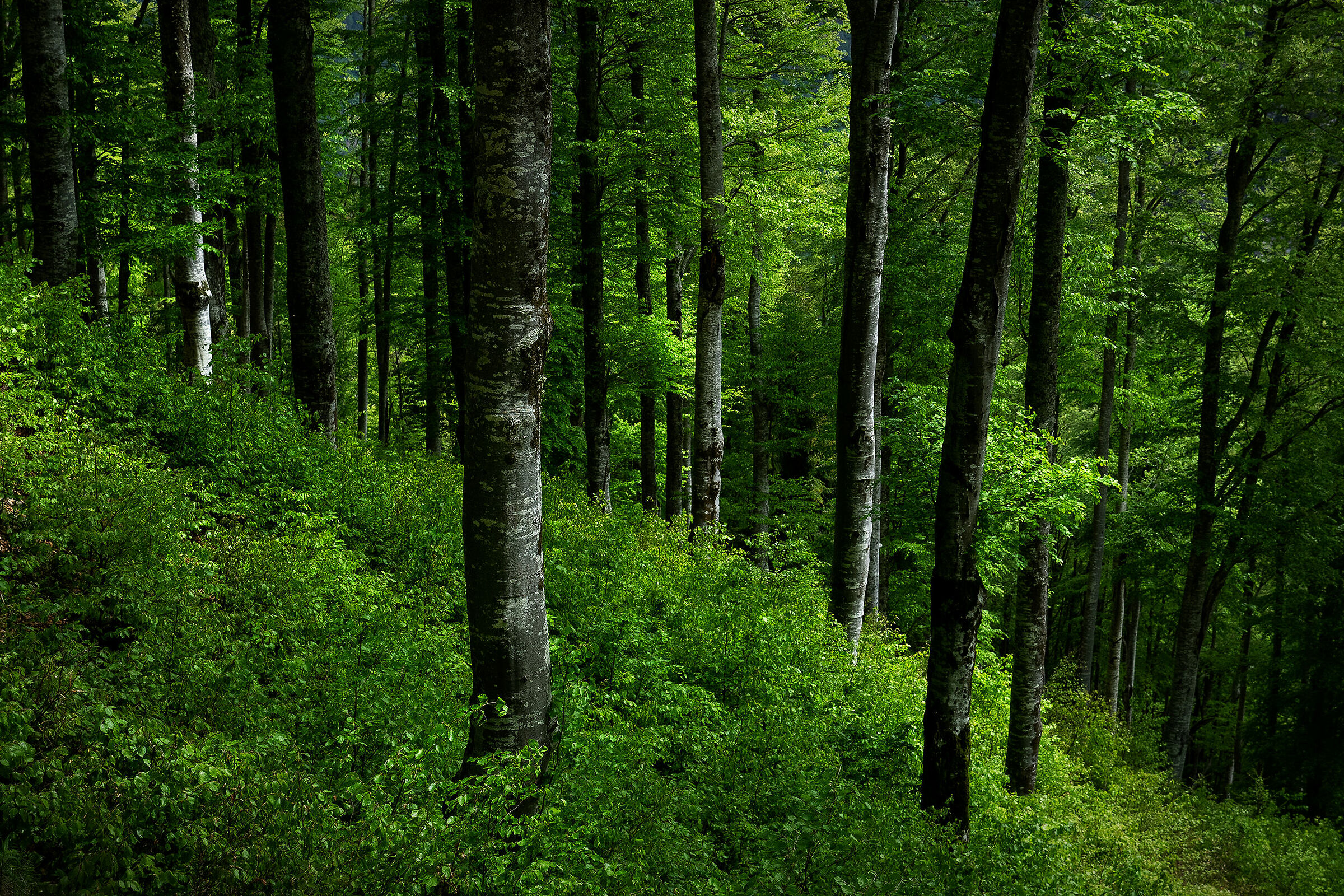 Primavera - Foresta di Tarvisio - Italy