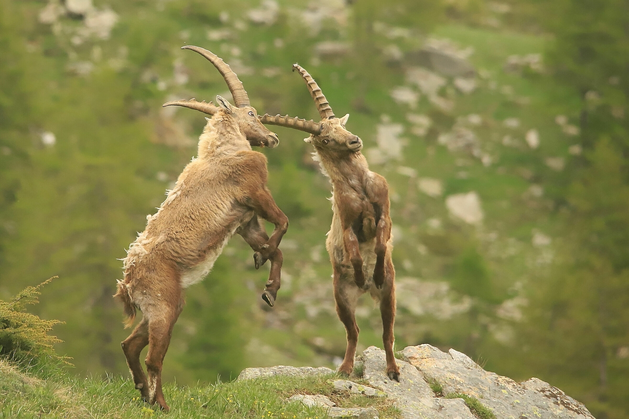 Scontri ad alta quota