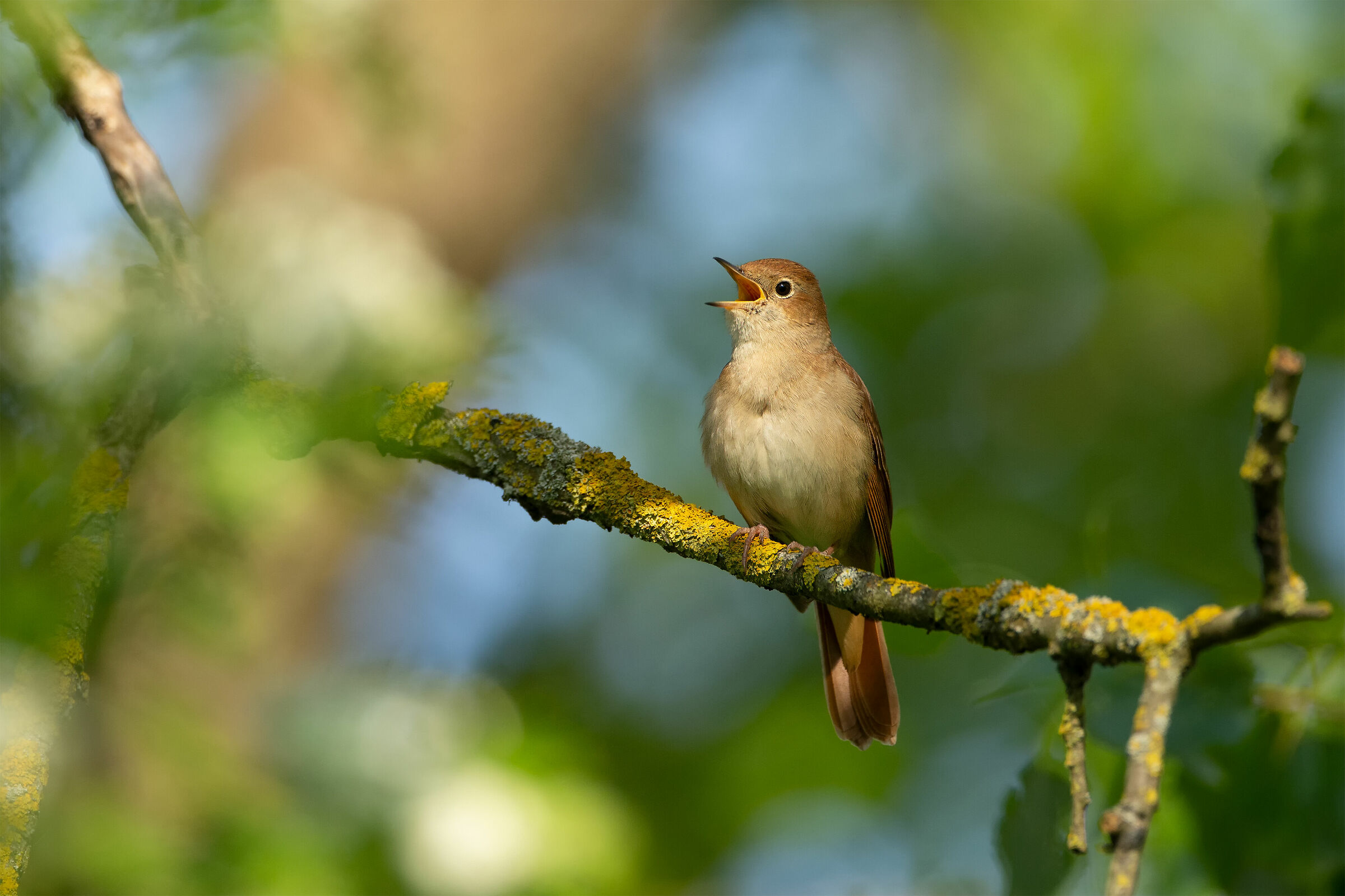 Luscinia megarhynchos (Common nightingale)