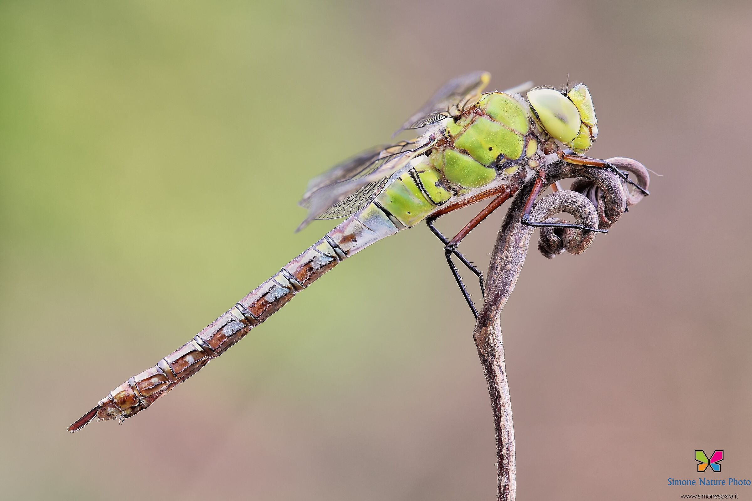 Anax imperator