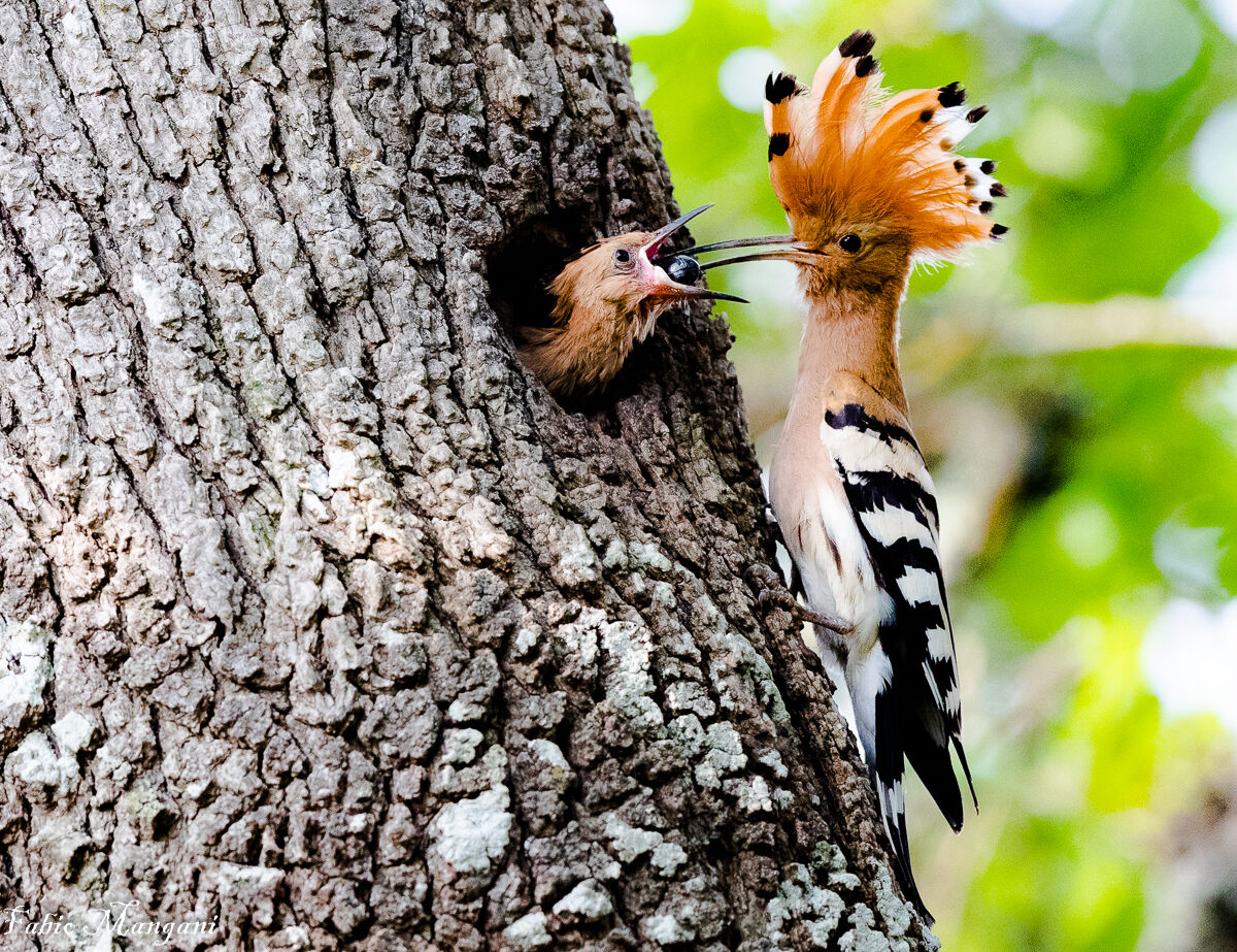 Imbeccata dell'Upupa