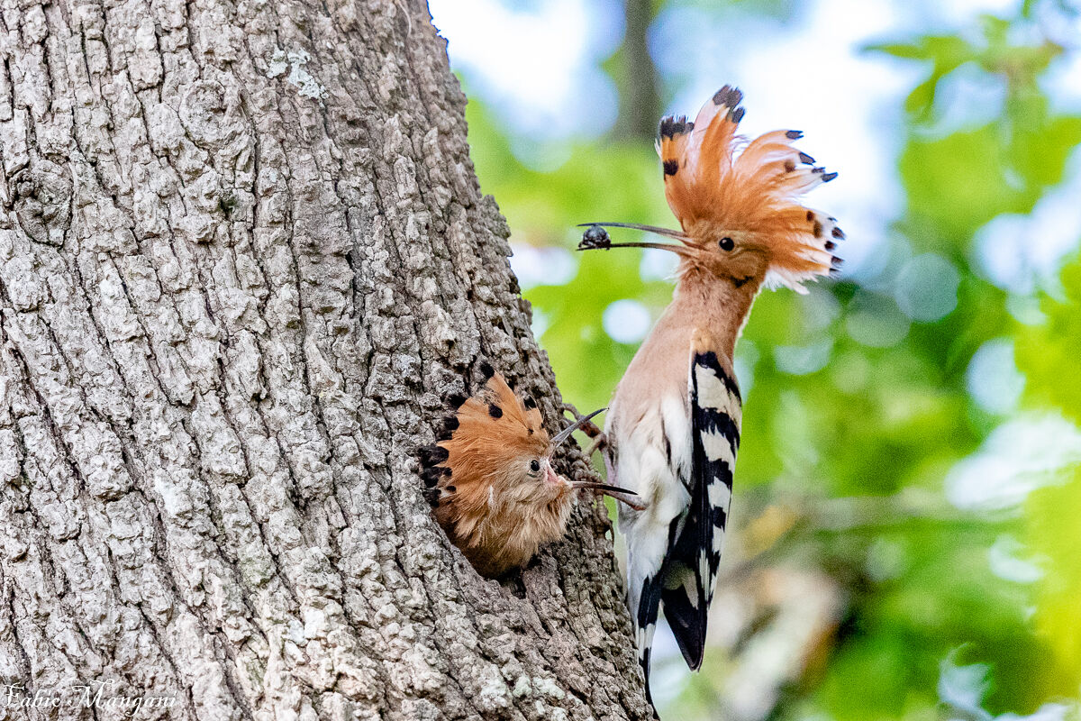 l'imbeccata dell'upupa