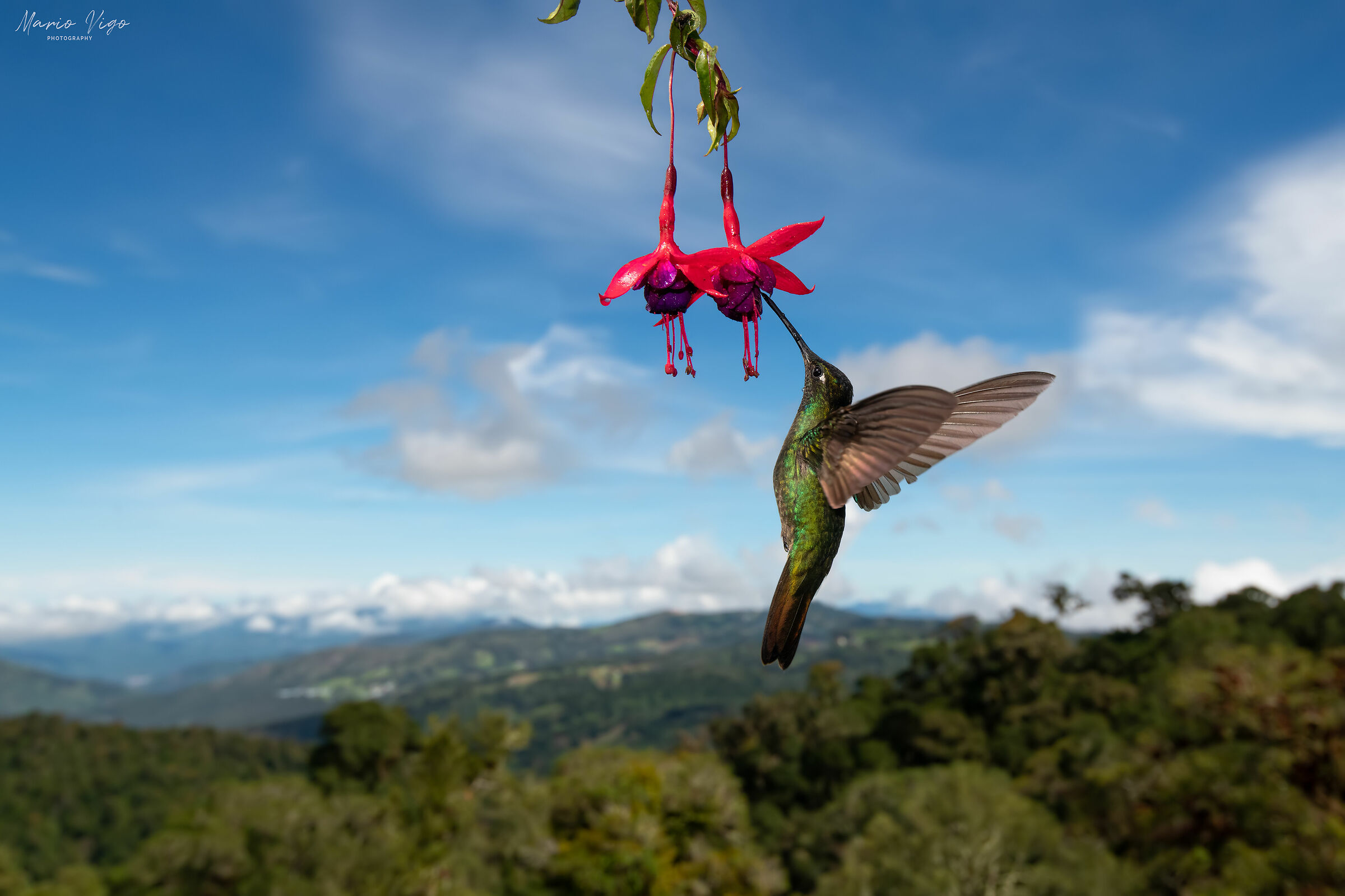 Il regno del colibrì