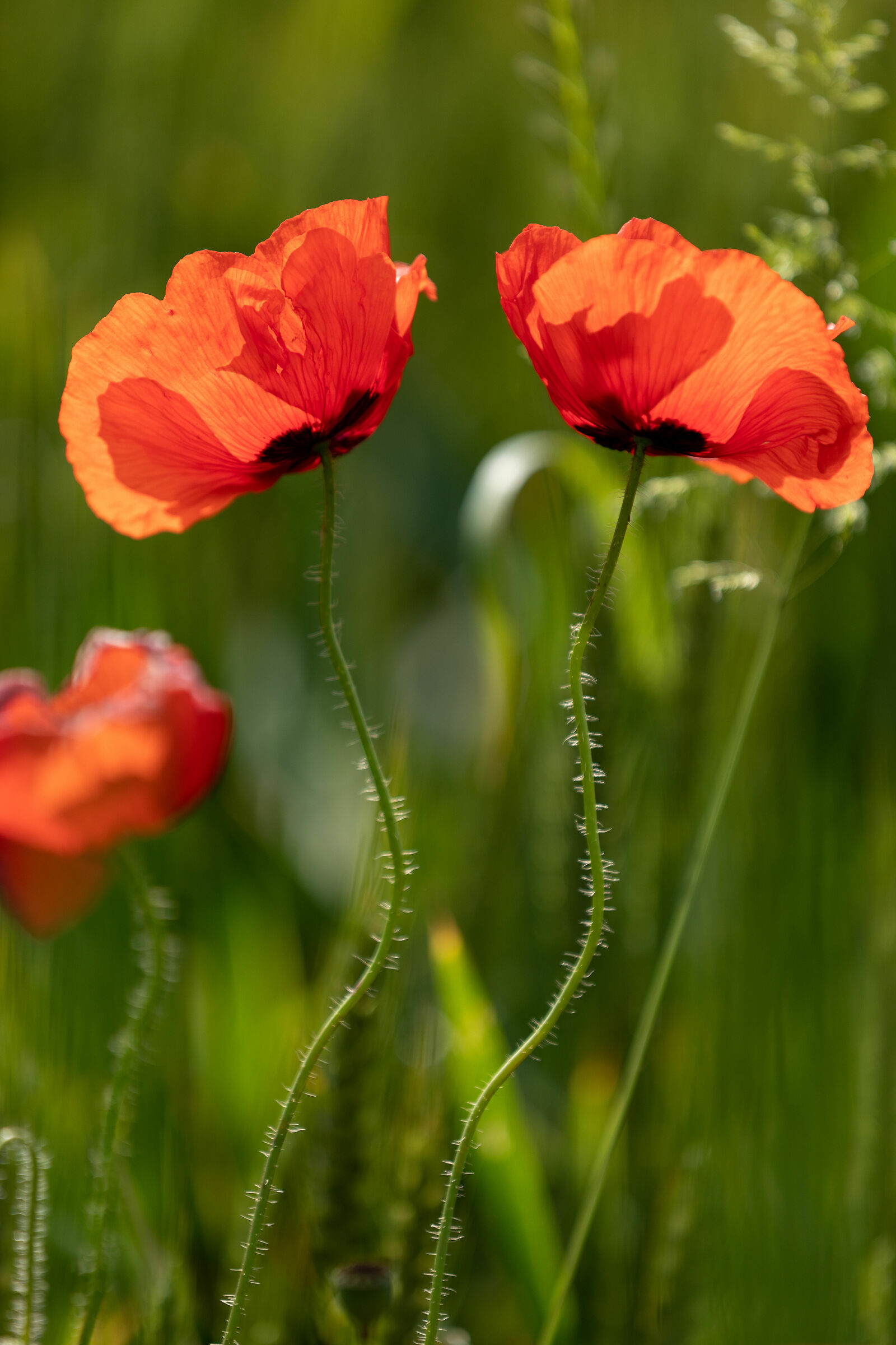 Poppies