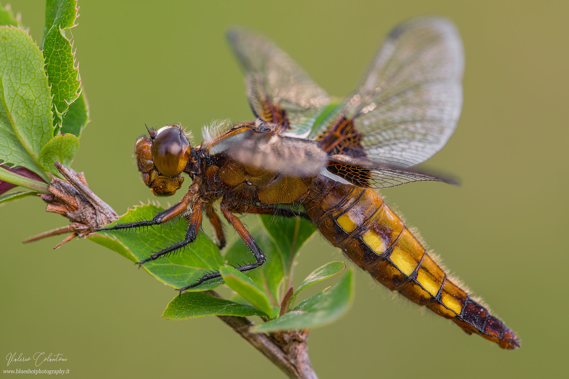 Depressed dragonfly...