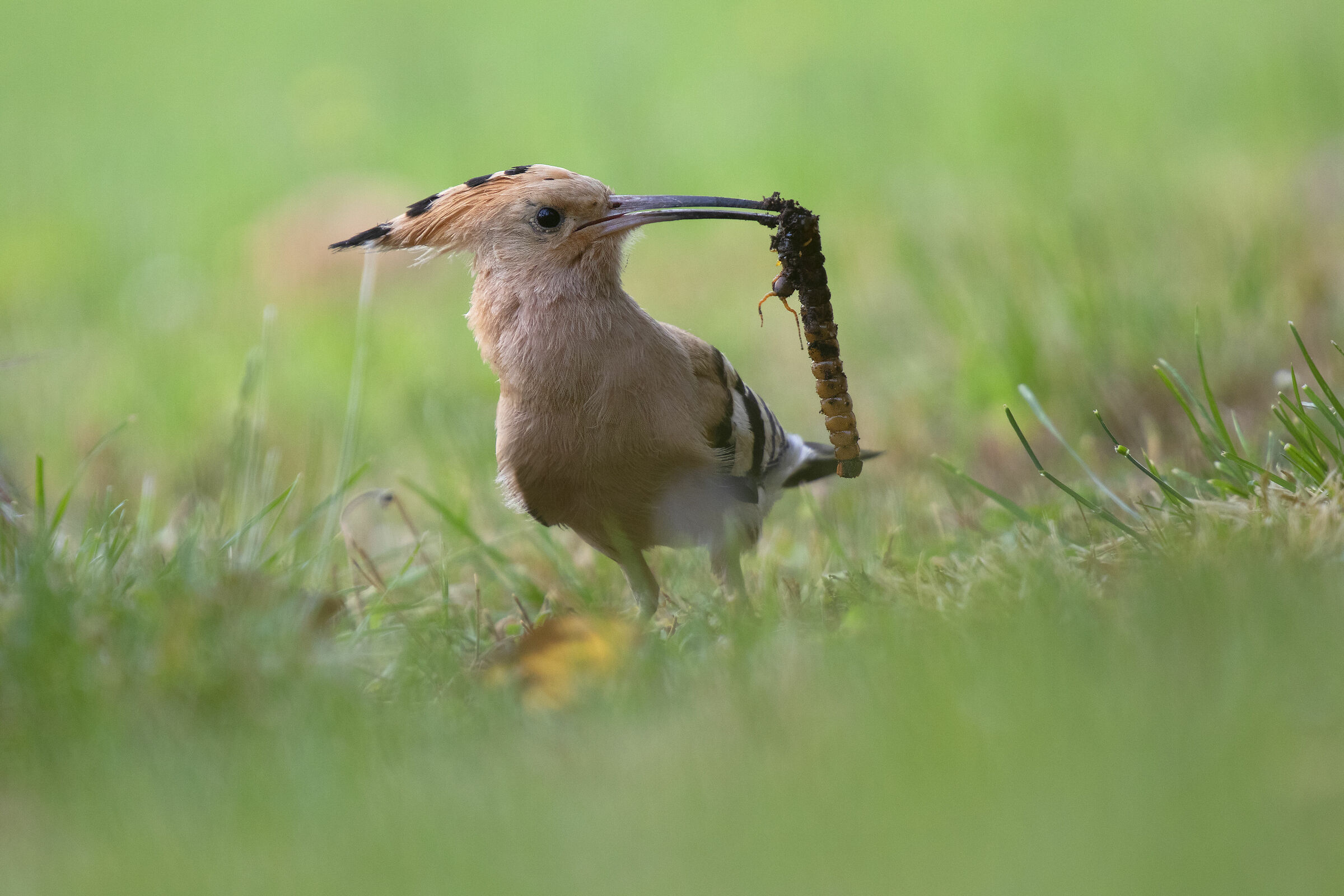 upupa with scolopendra