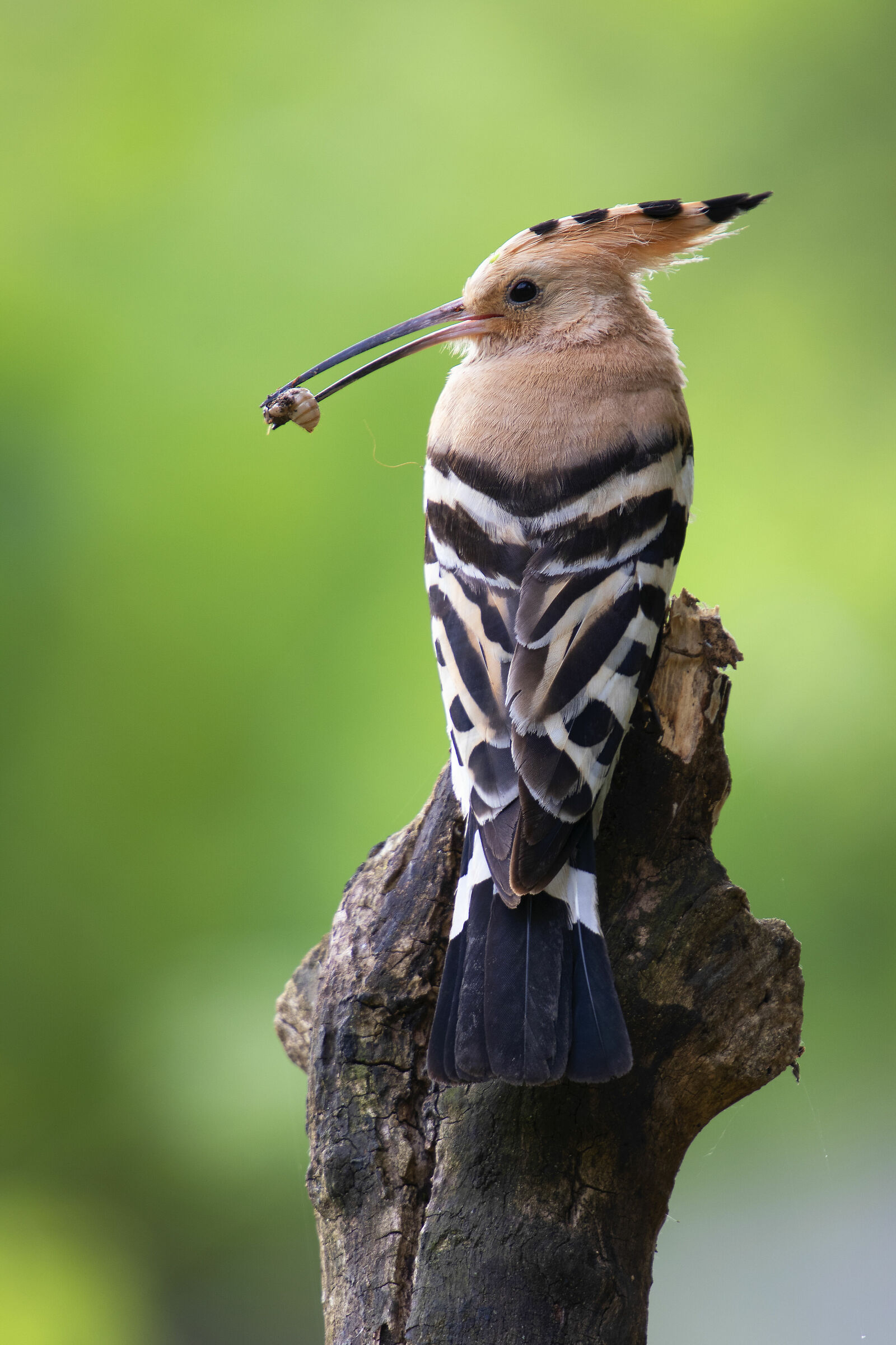 Hoopoe