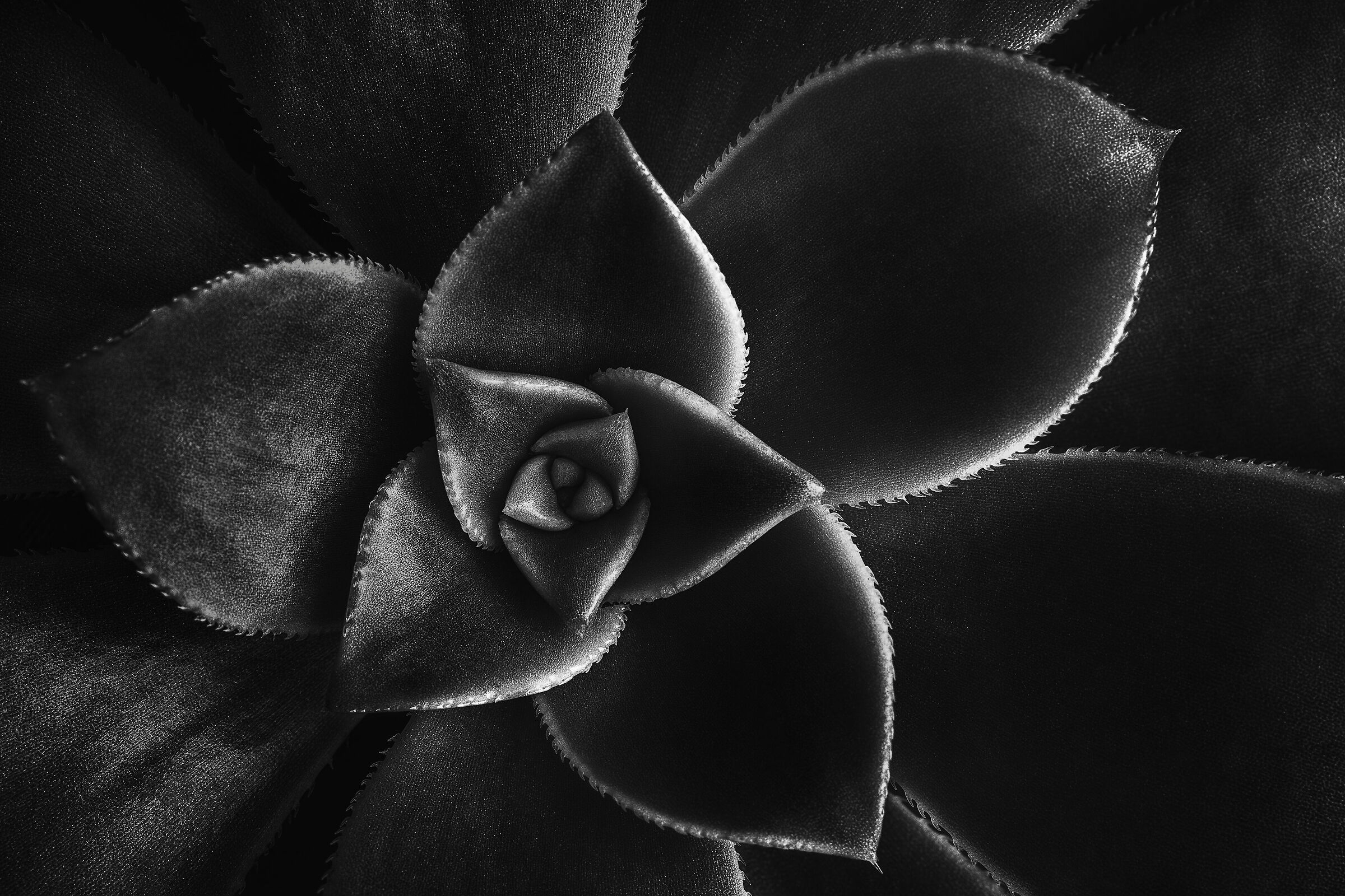 Black succulent