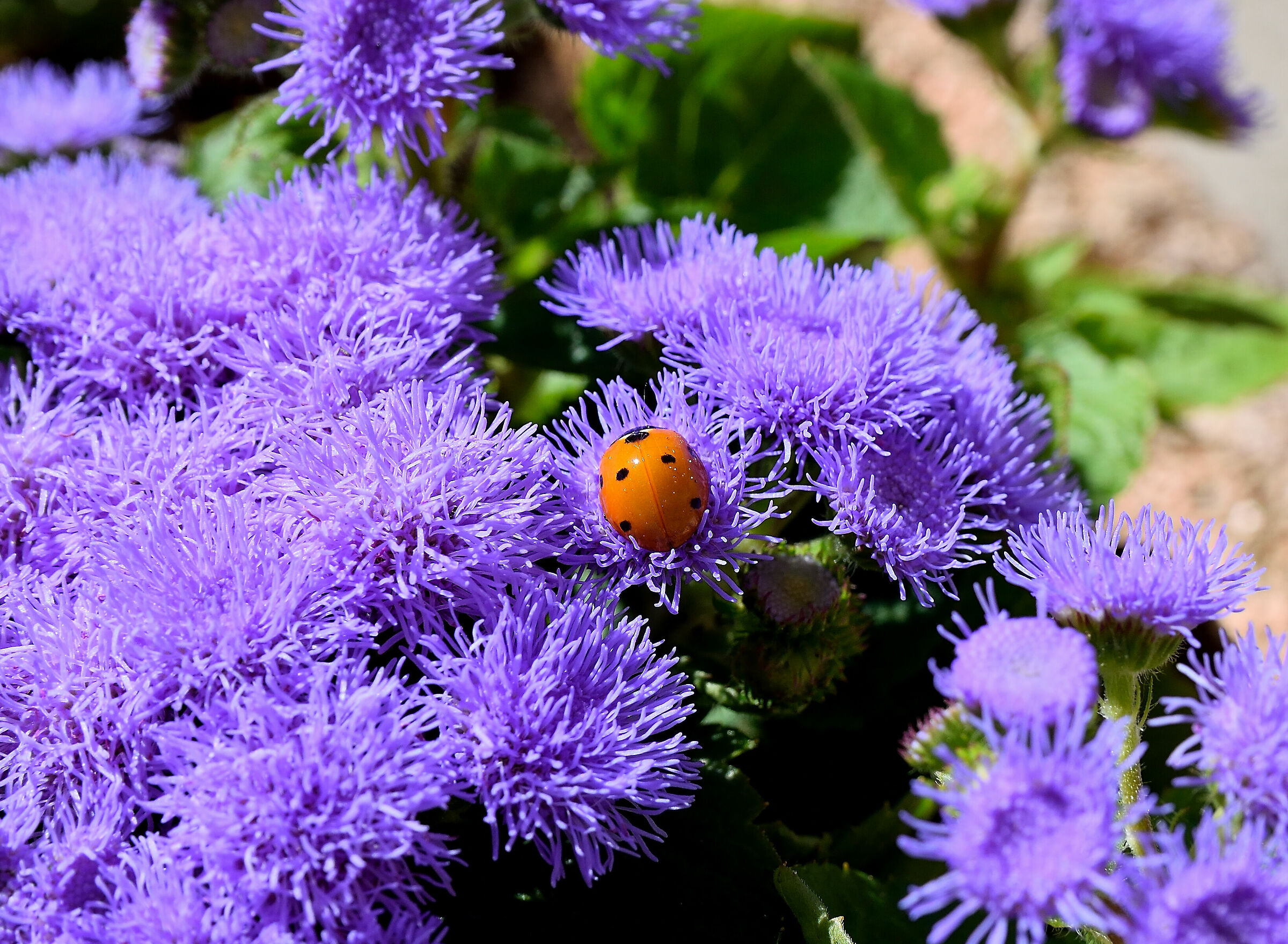 Le prime per questa stagione