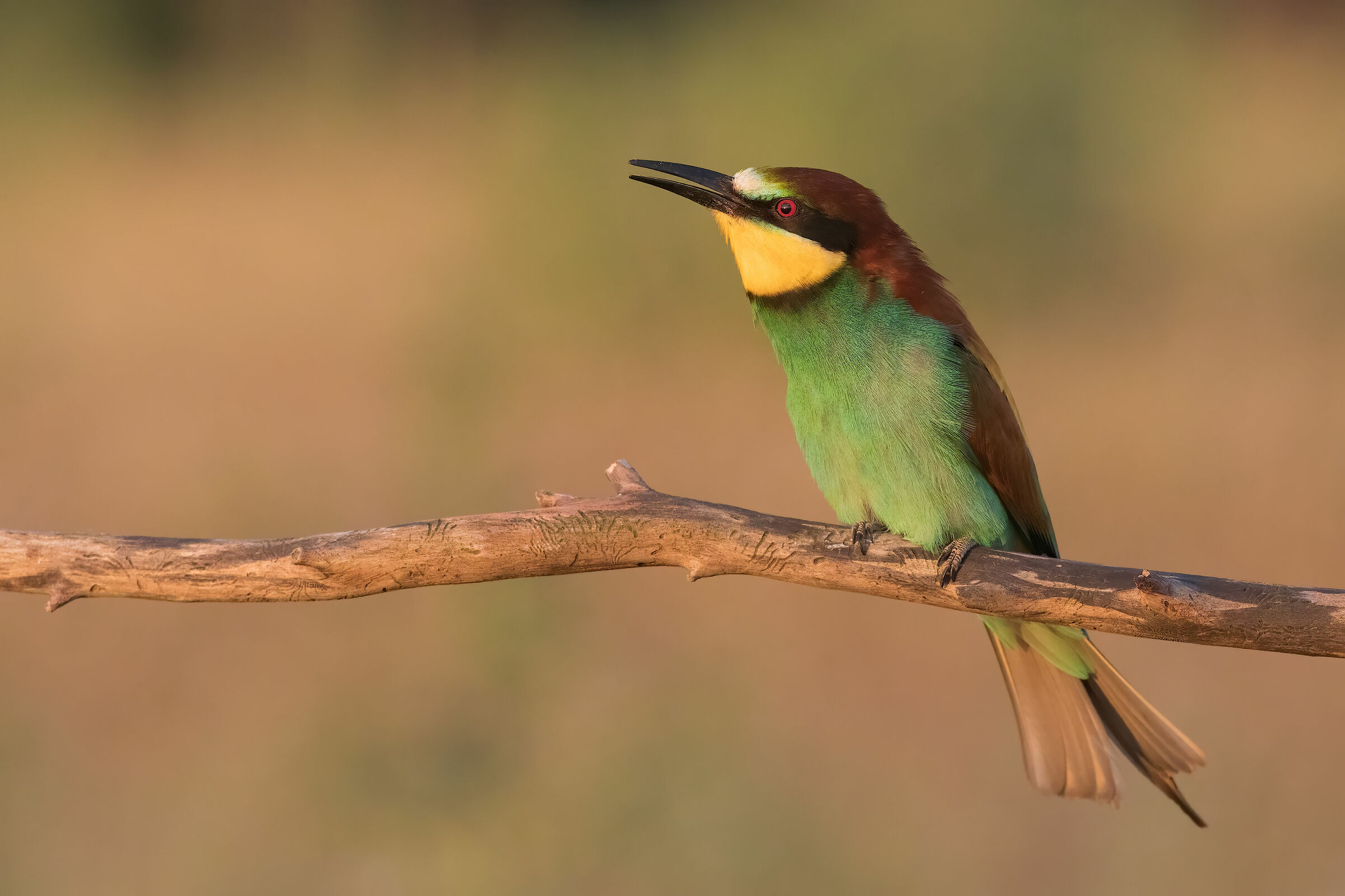 Bee-eater