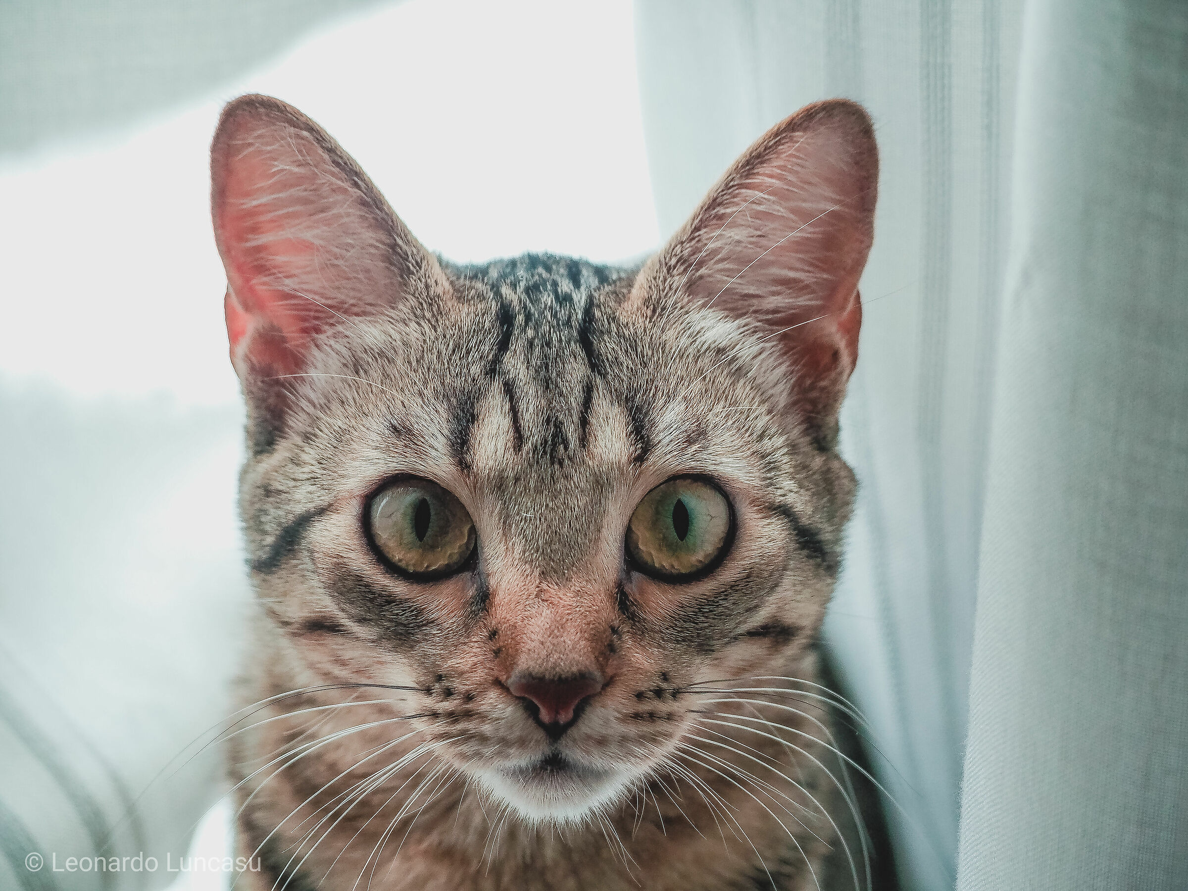 Micio
