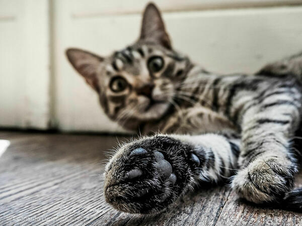 Foto