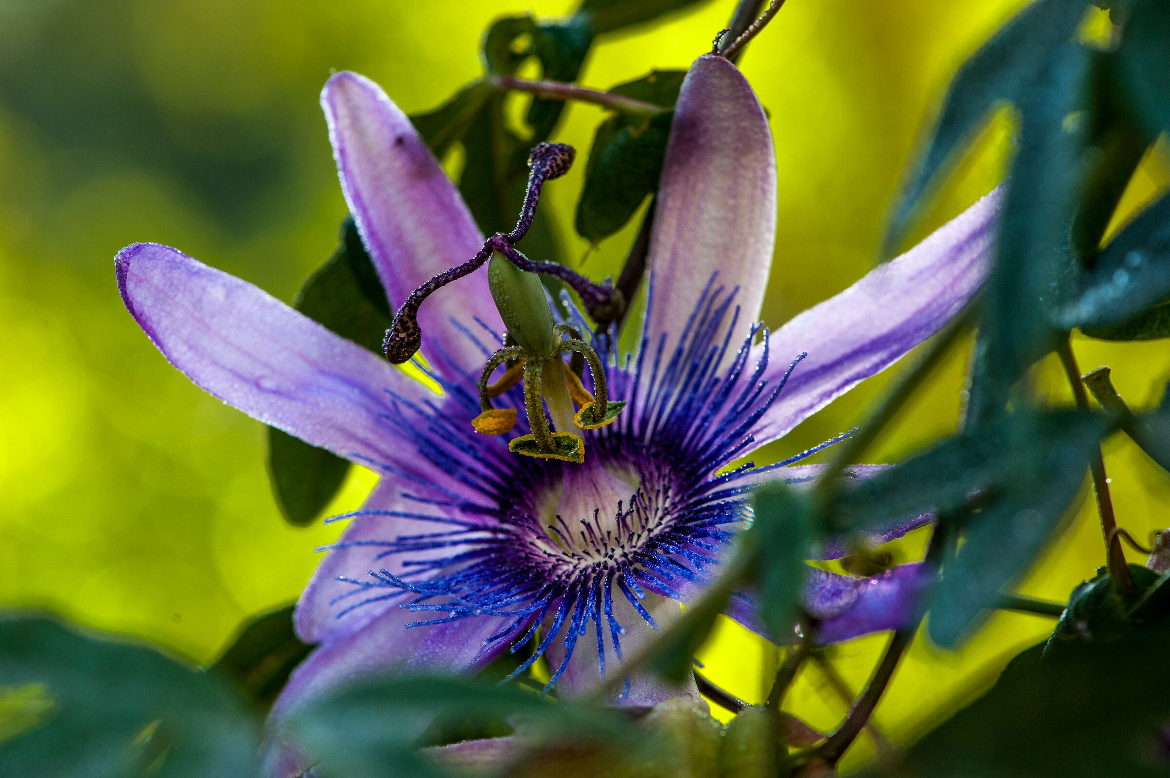 Passiflora