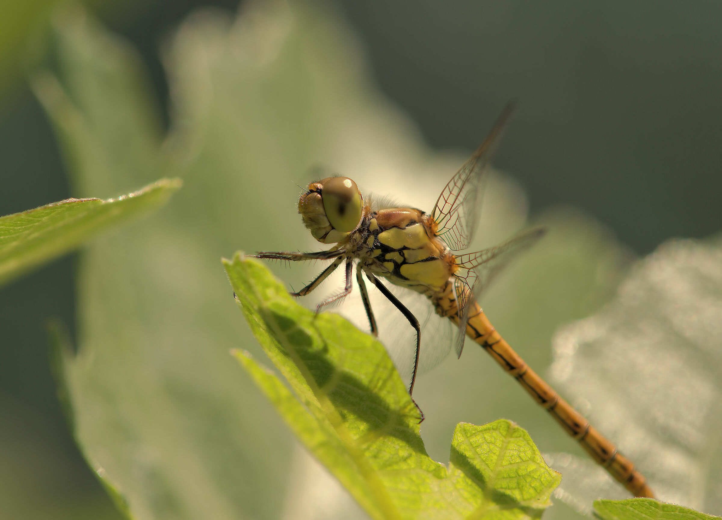 Libellula