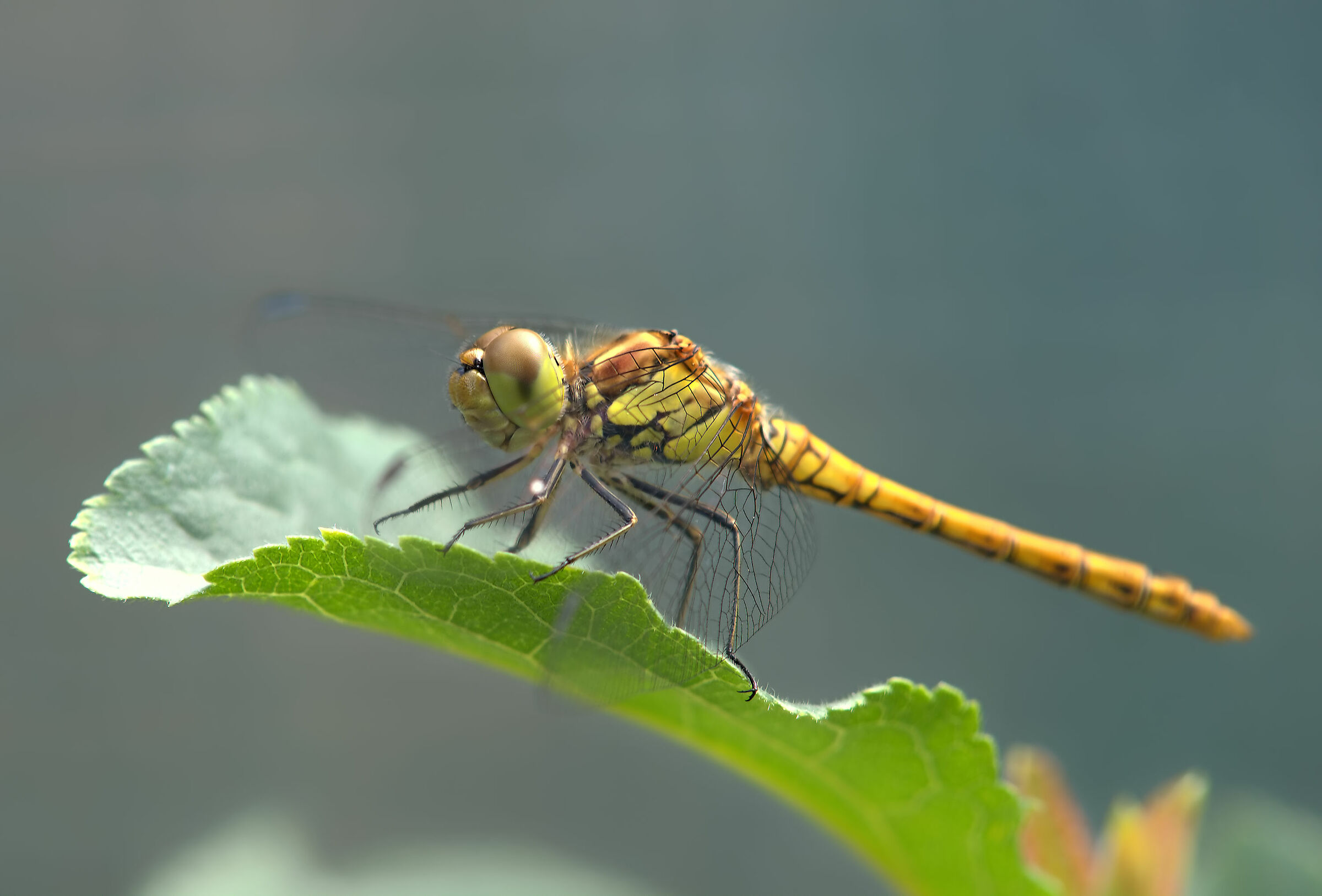 Libellula
