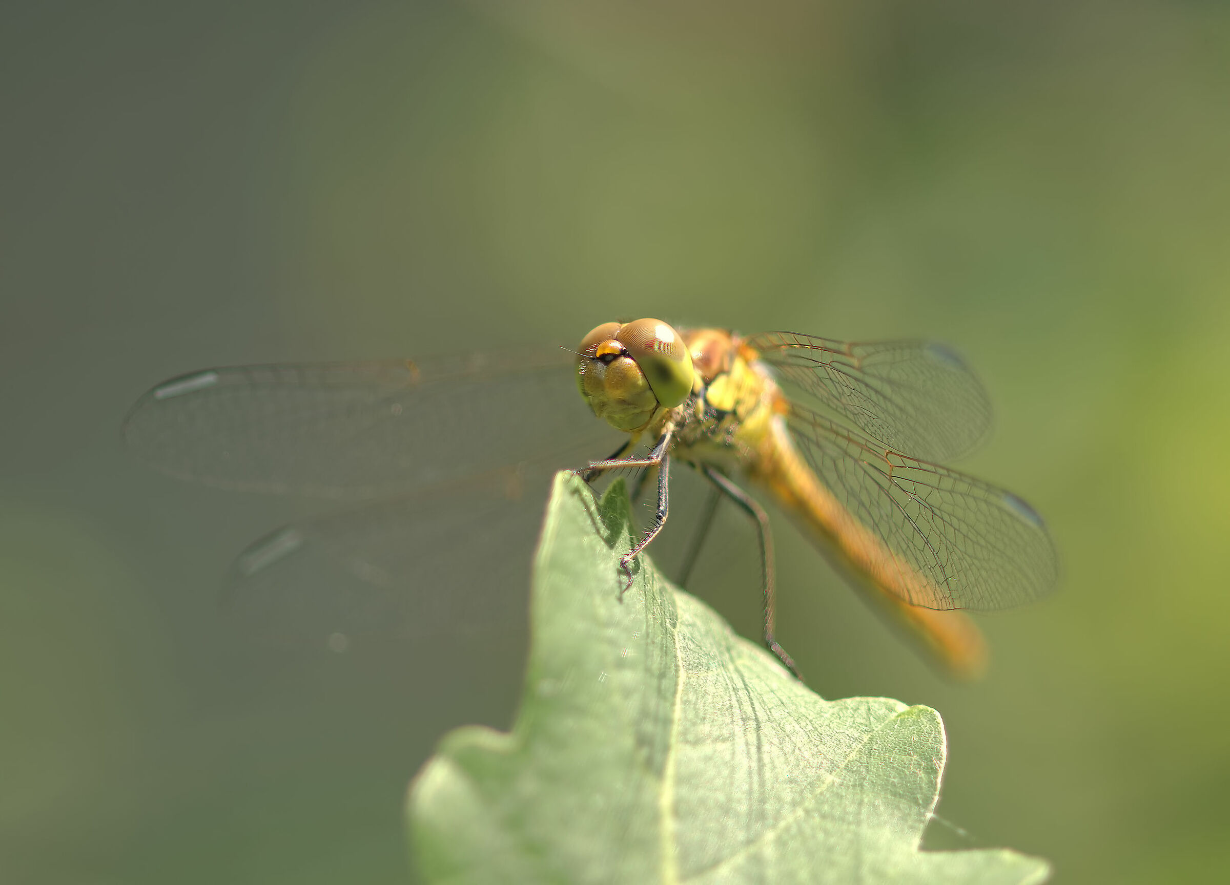 Libellula