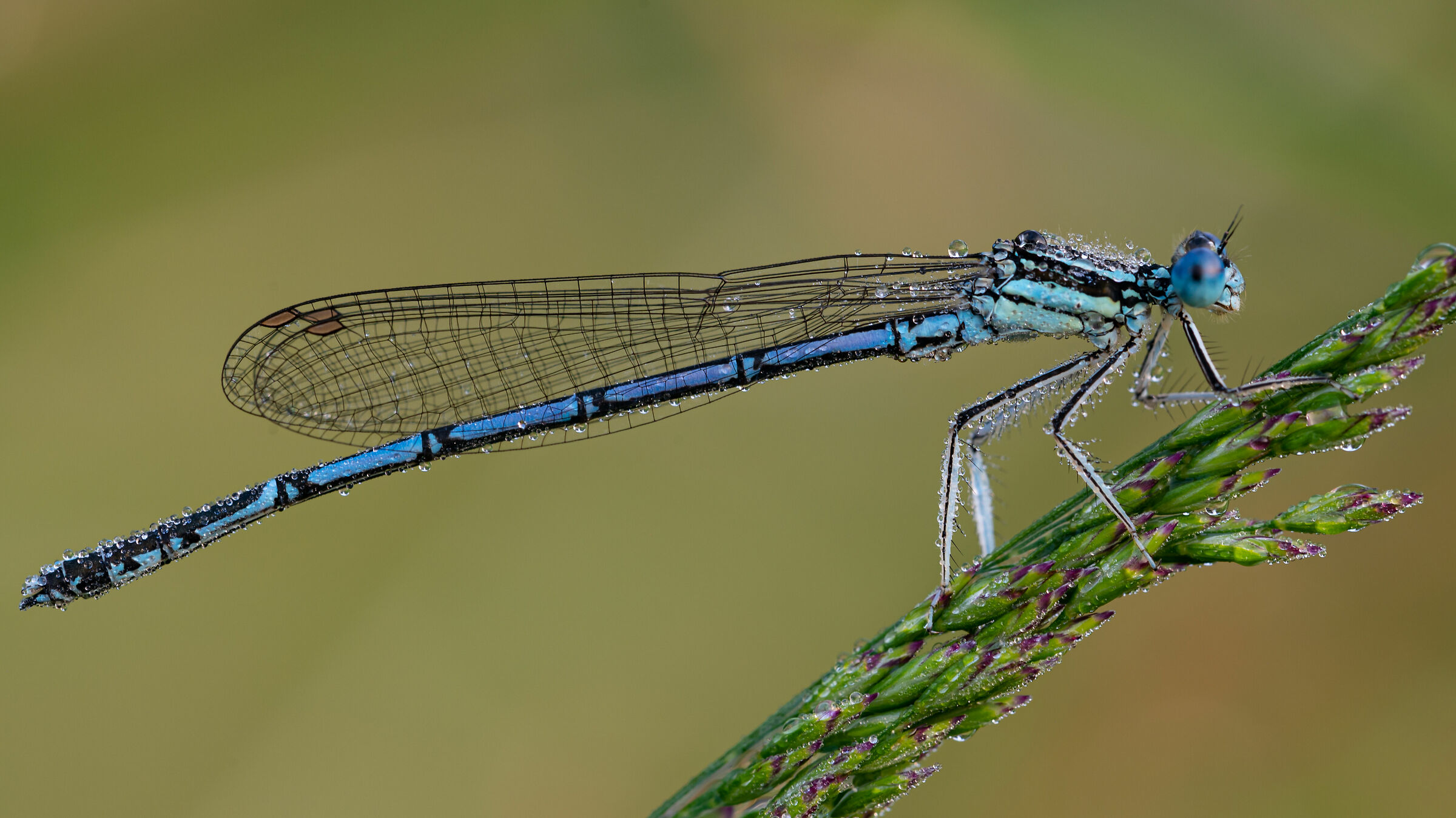 la prima di quest'anno