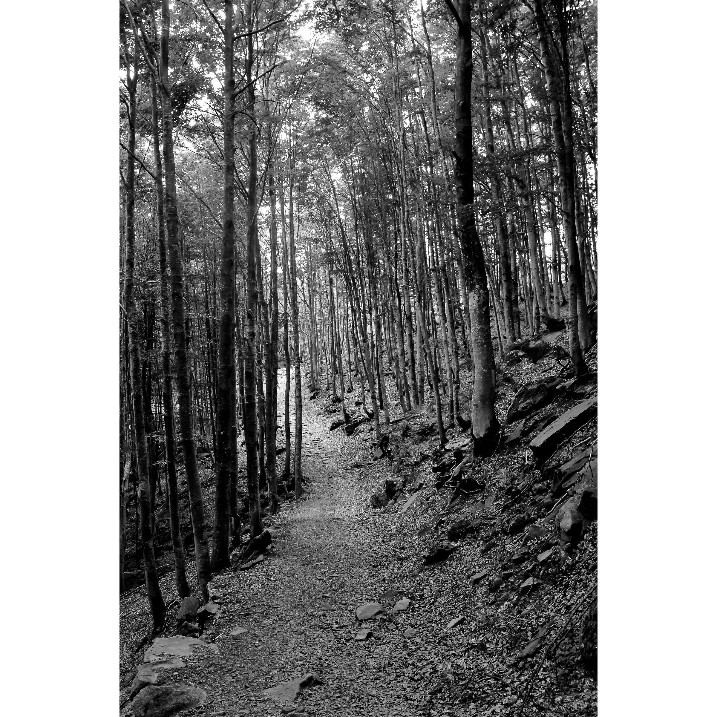 trees, New10