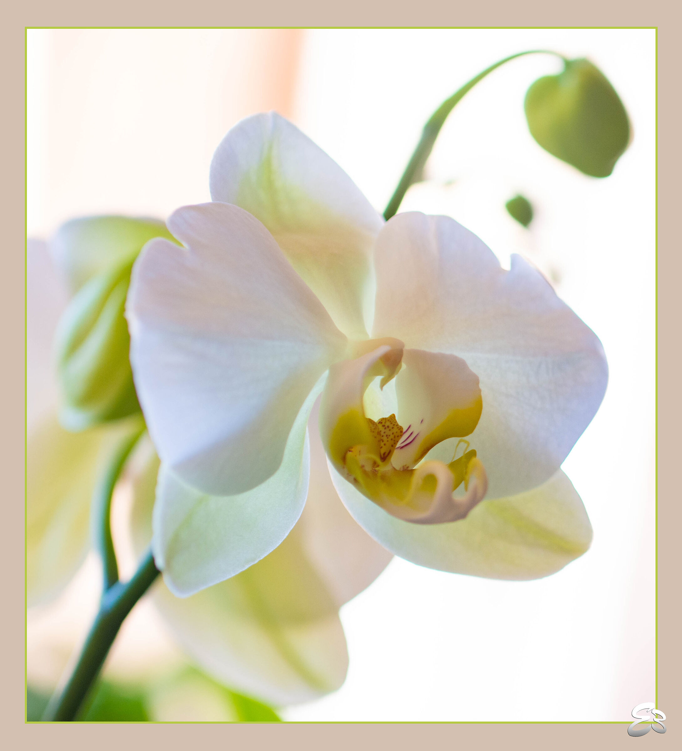 Semplice bellezza