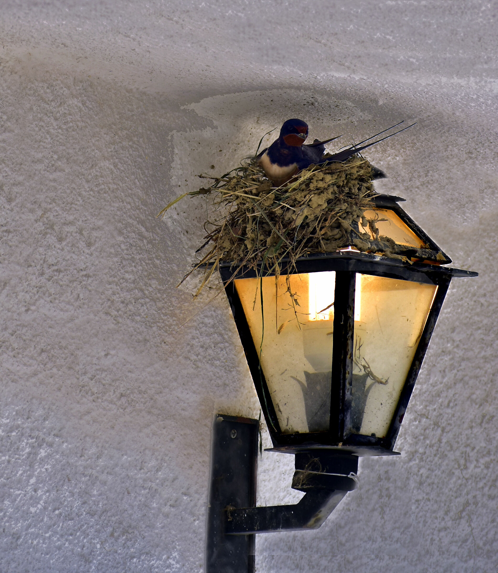 Swallow's Nests still light