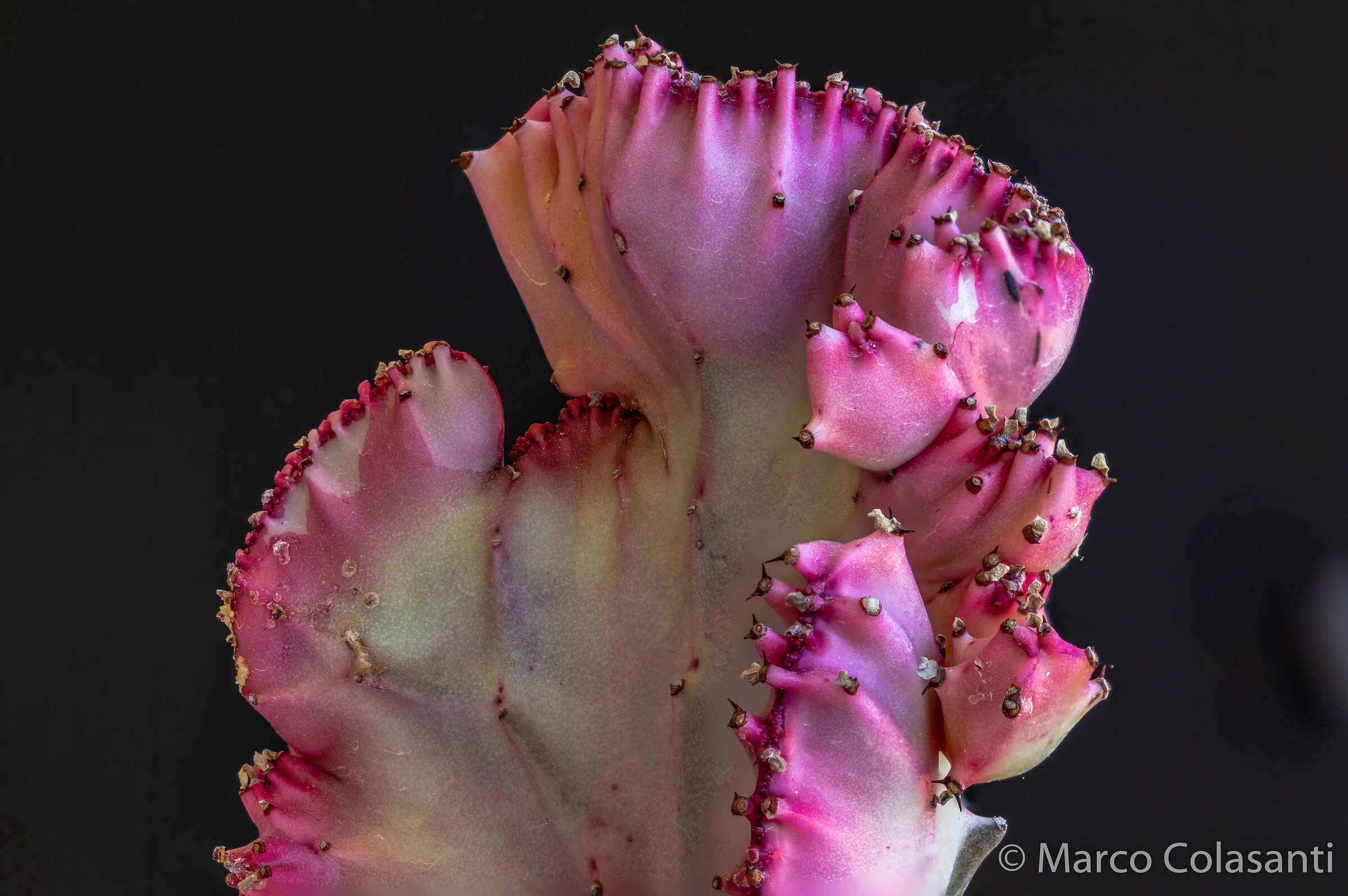 Euphorbia lactea