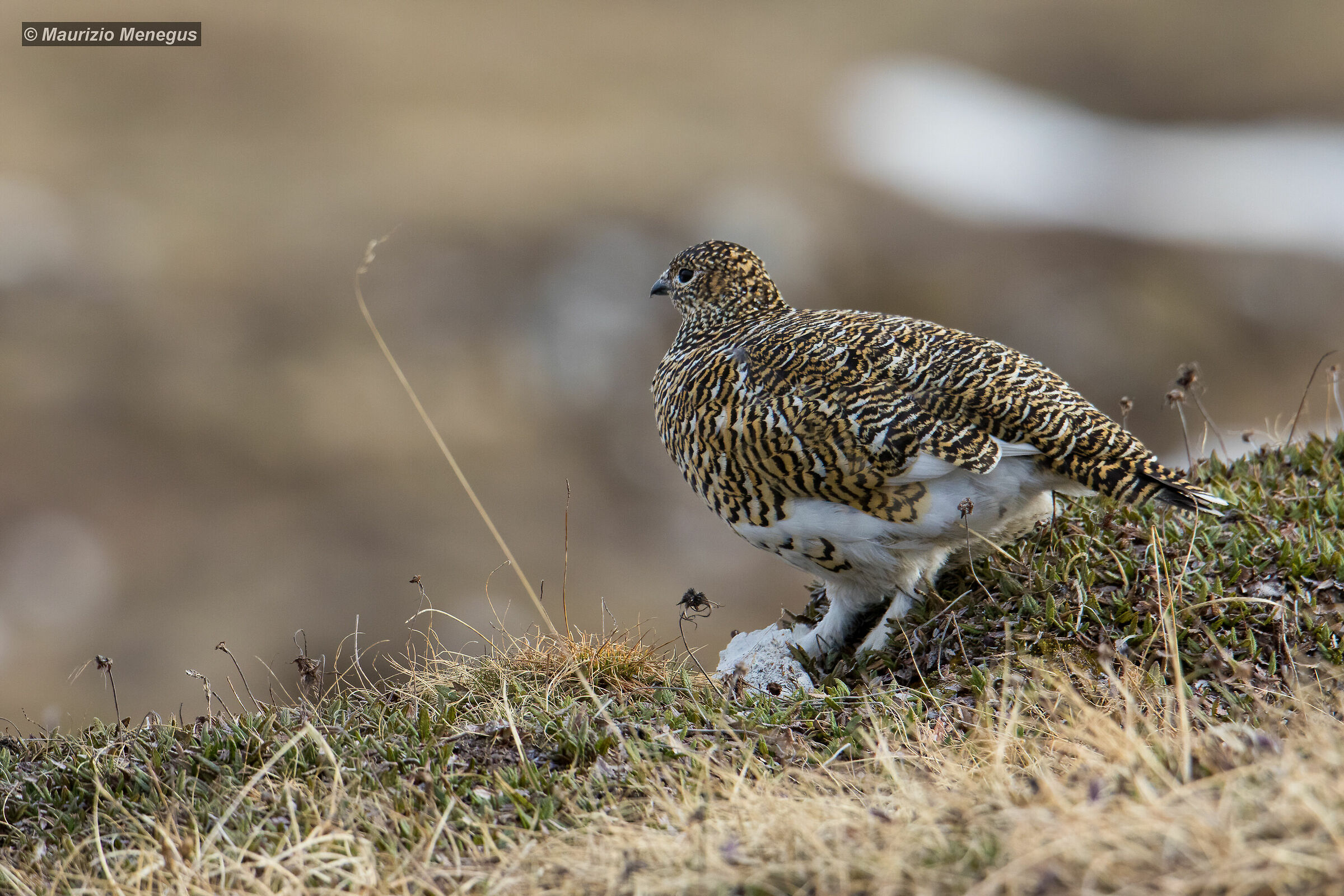 Pernice bianca femmina